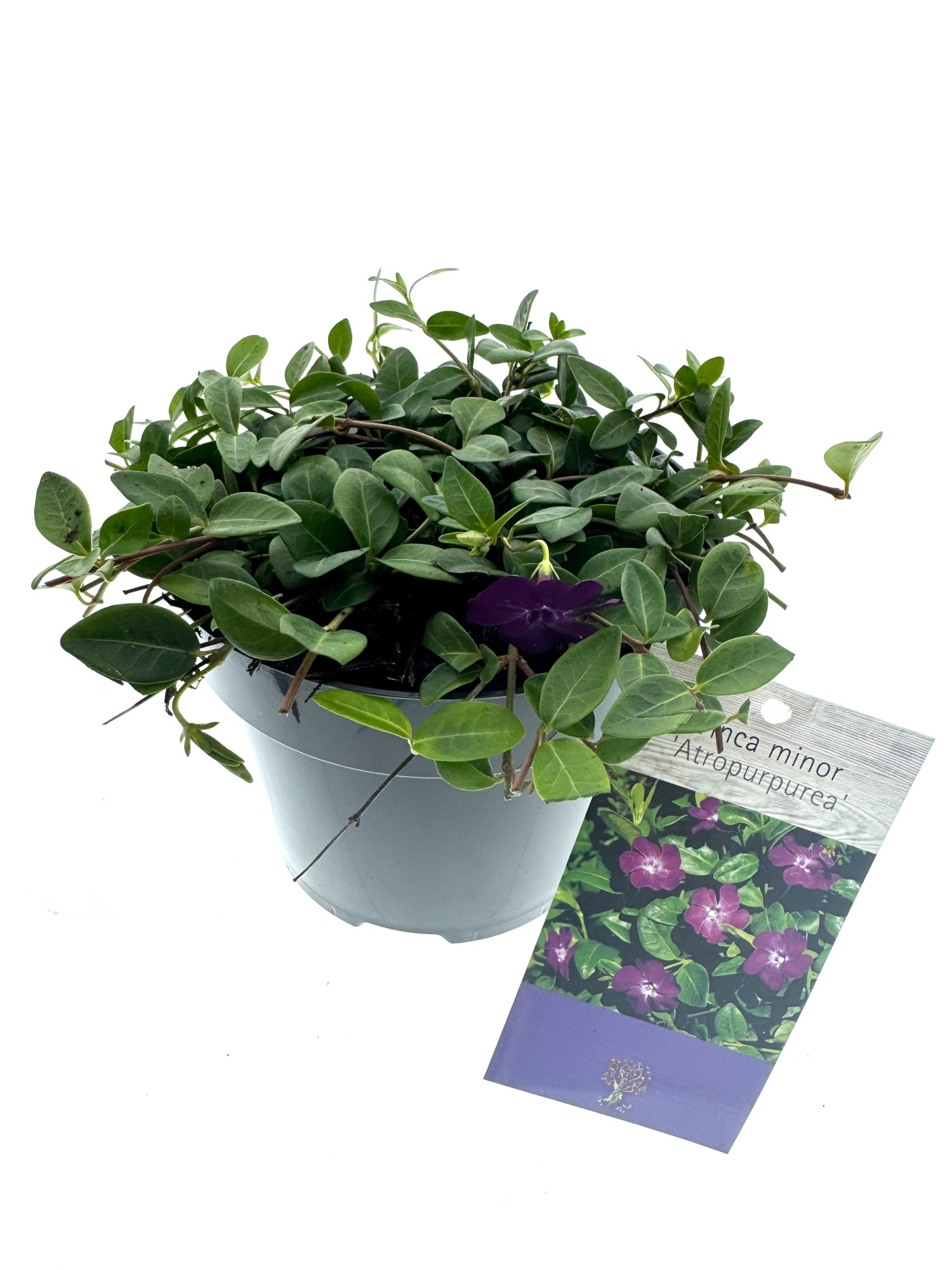 Vinca minor 'Atropurpurea', D 15