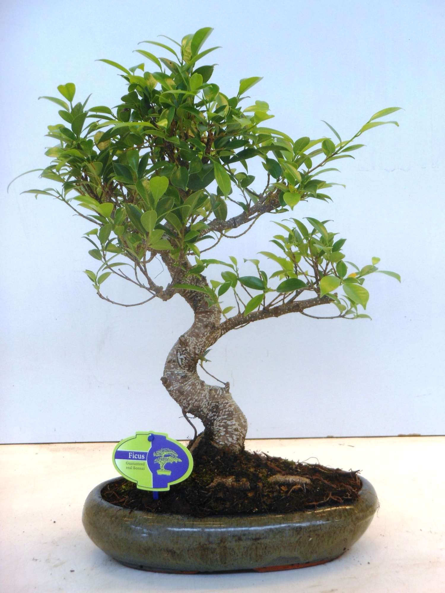 Ficus retusa, 29cm., shape, without drip tray, D 29