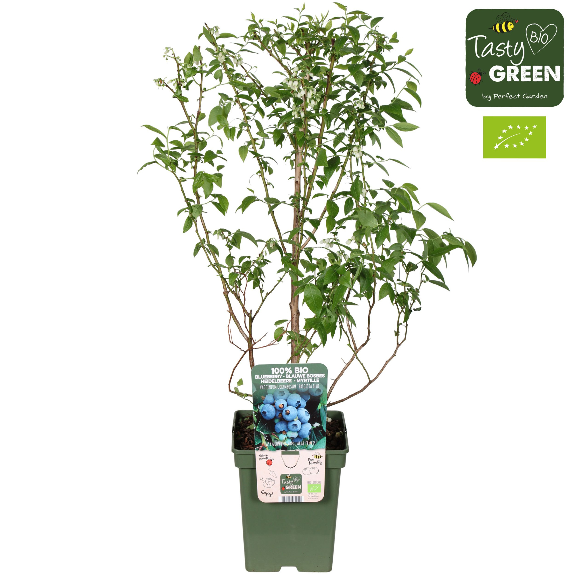 Vaccinium corymbosum 'Brigitta Blue' Bio P23, D 23 cm