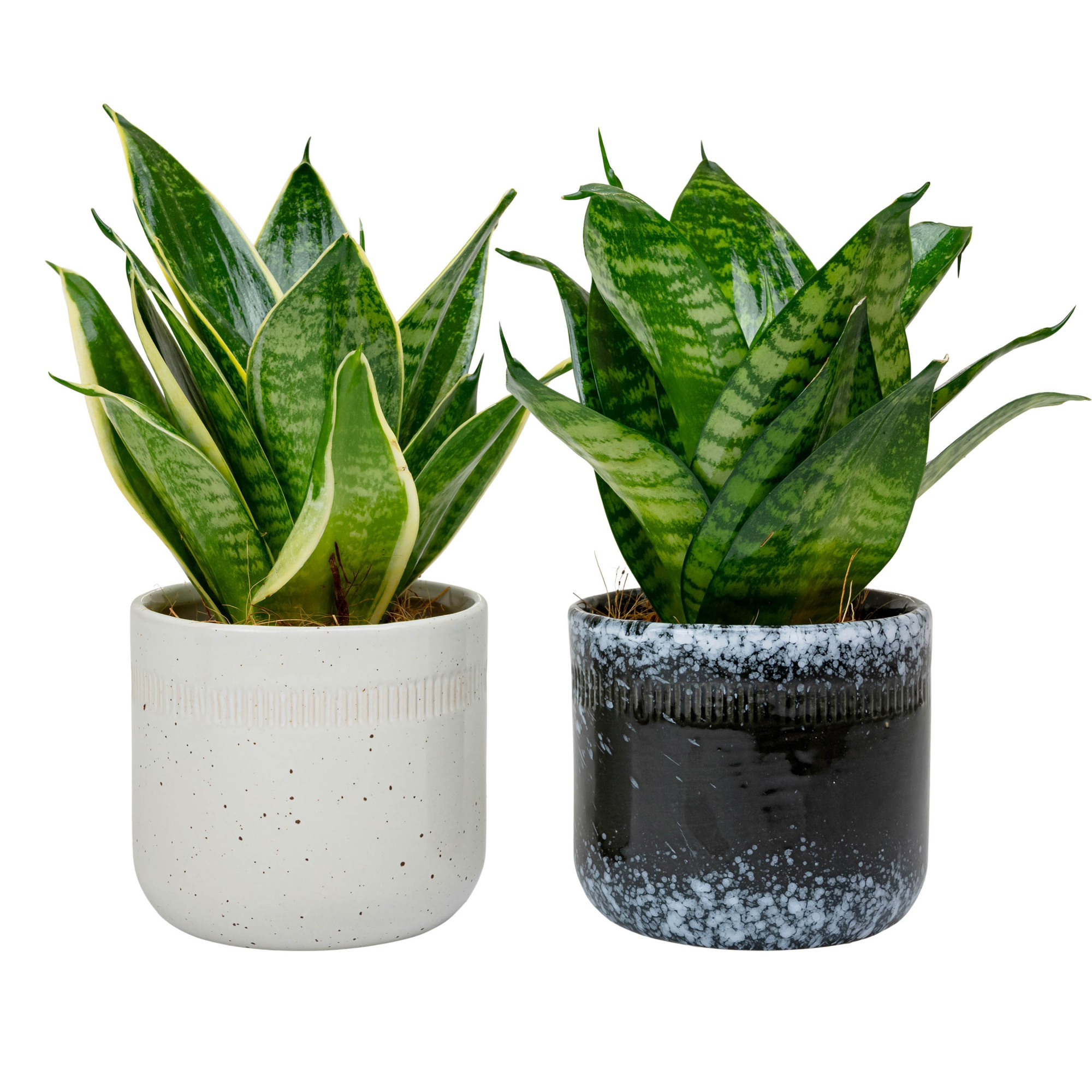 Stromy with Sansevieria Hahni mix, D 9