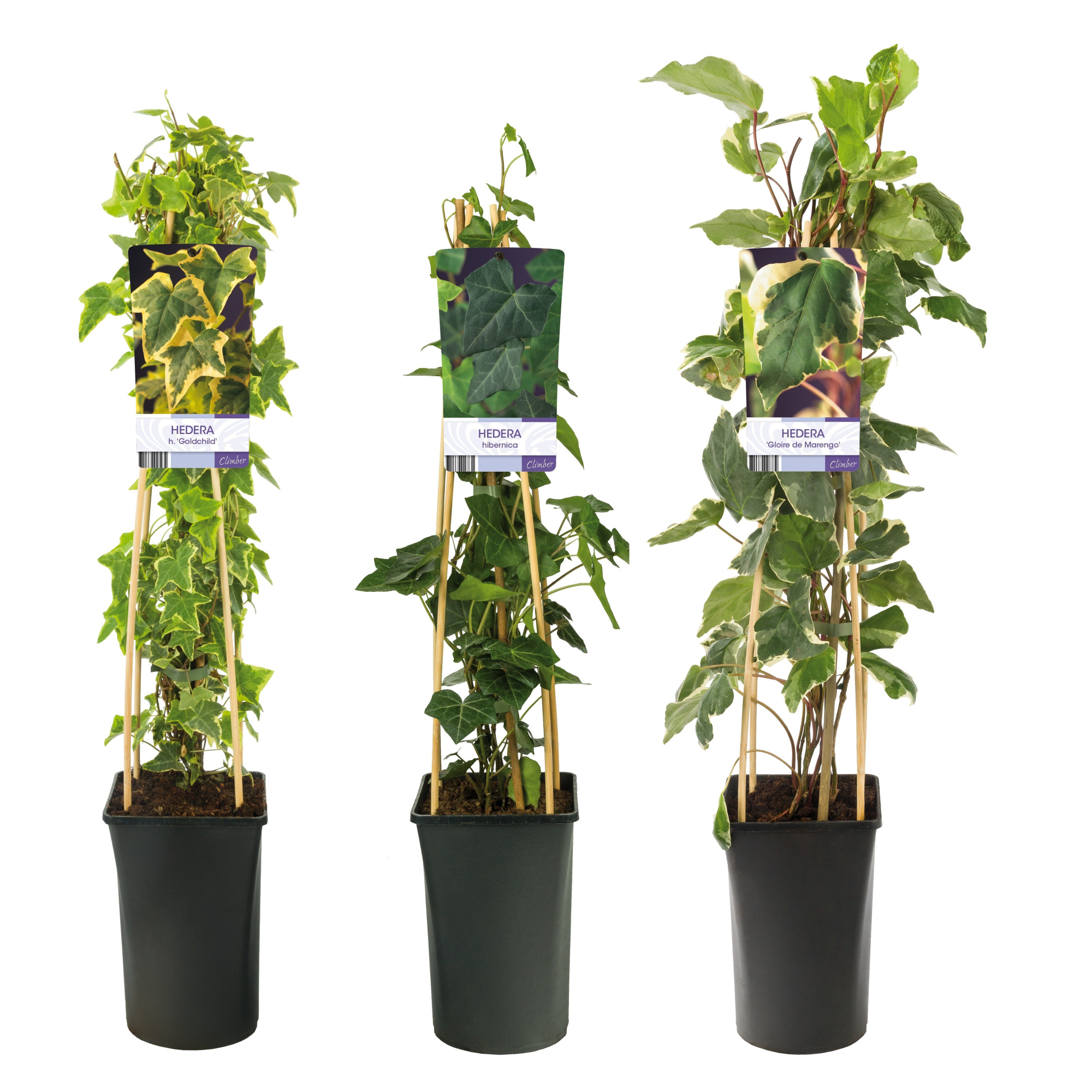 Mix CC Hedera +light label, D 17 cm