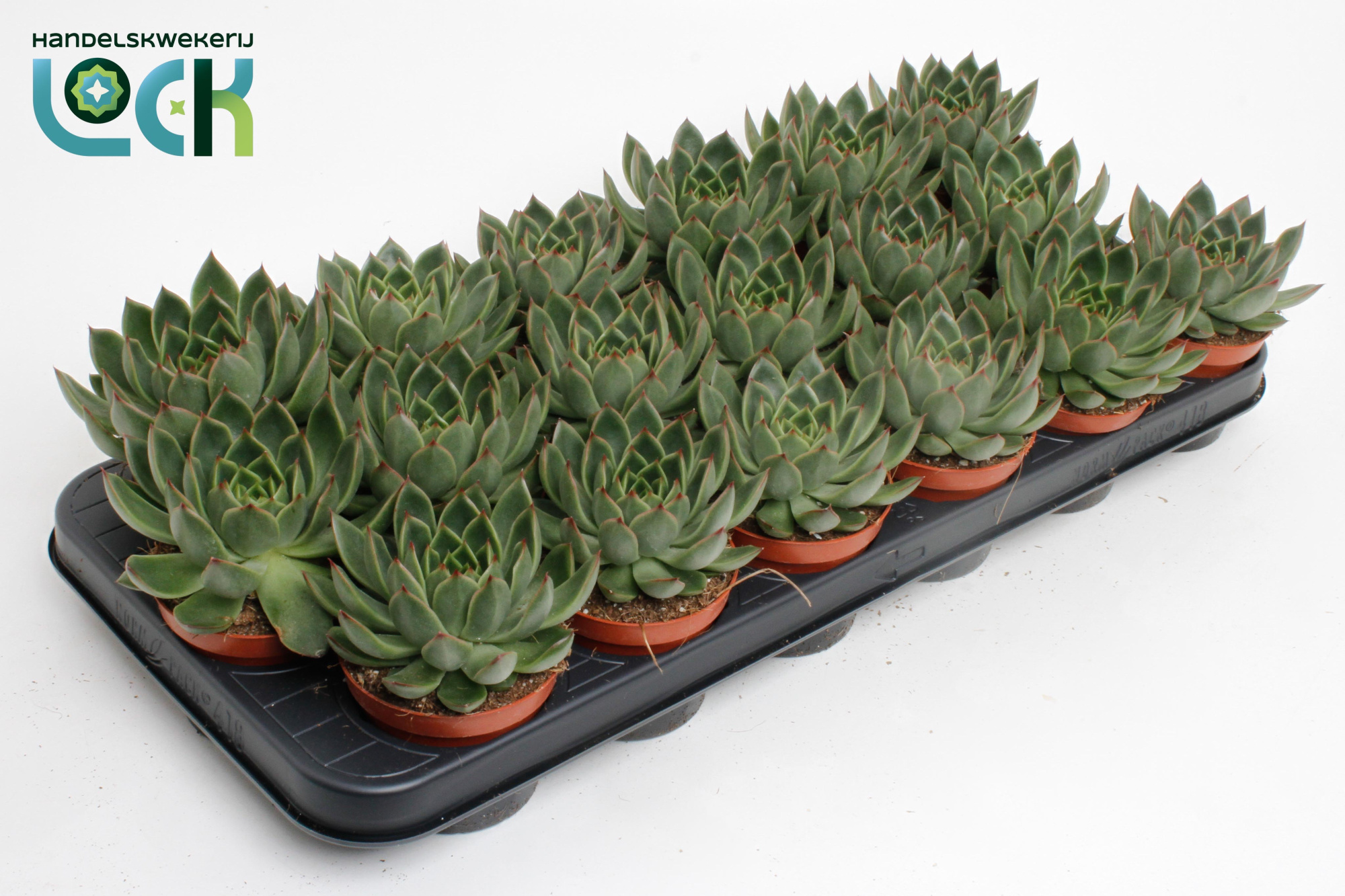 Echeveria Agavoides, D 8,5