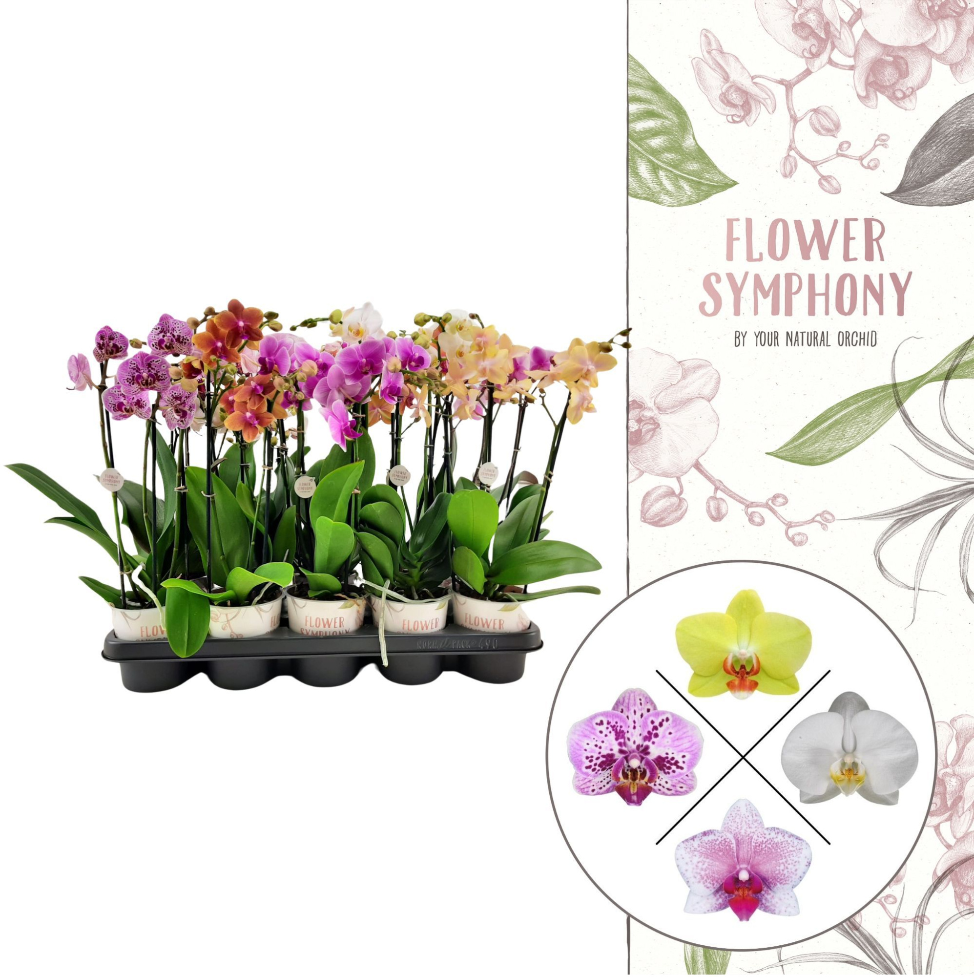 Flower Symphony | Mix | Phalaenopsis 3 spike, D 12 cm