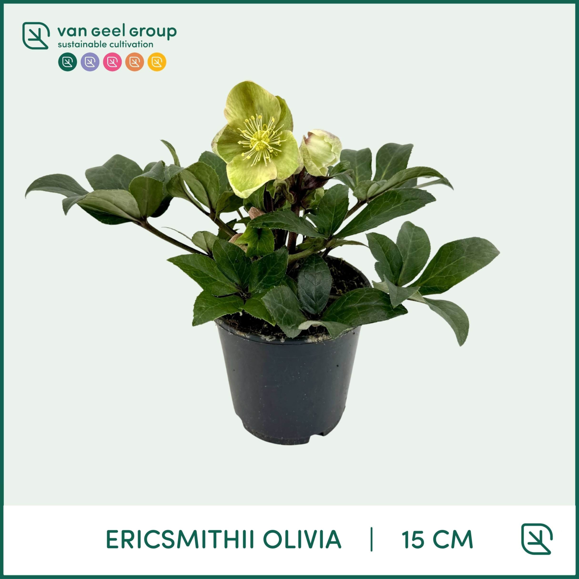 Helleborus Ericsmithii ViV Olivia, D 15 cm