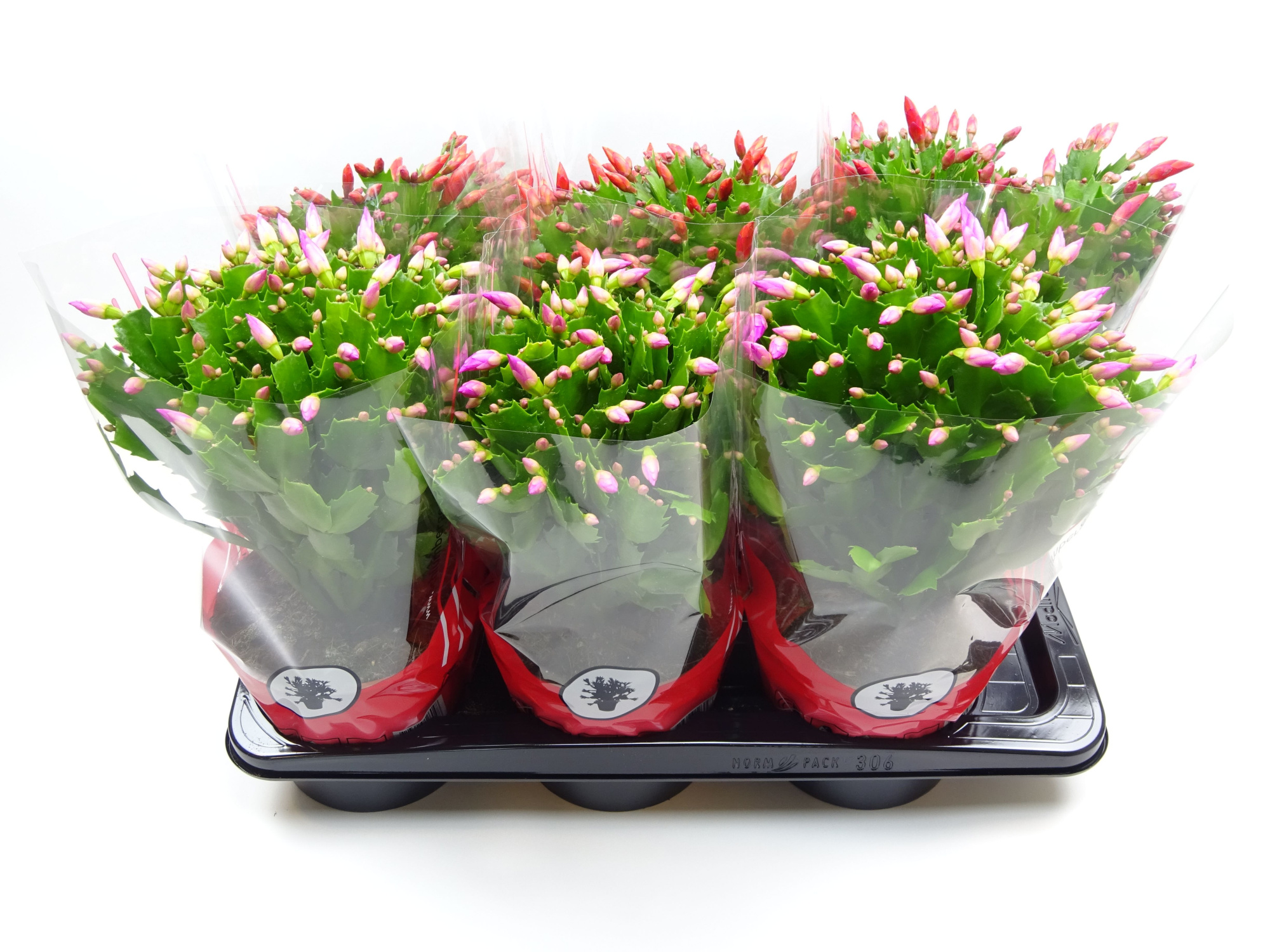 Schlumbergera 17 cm mix 2 kleur rode hoes, D 17