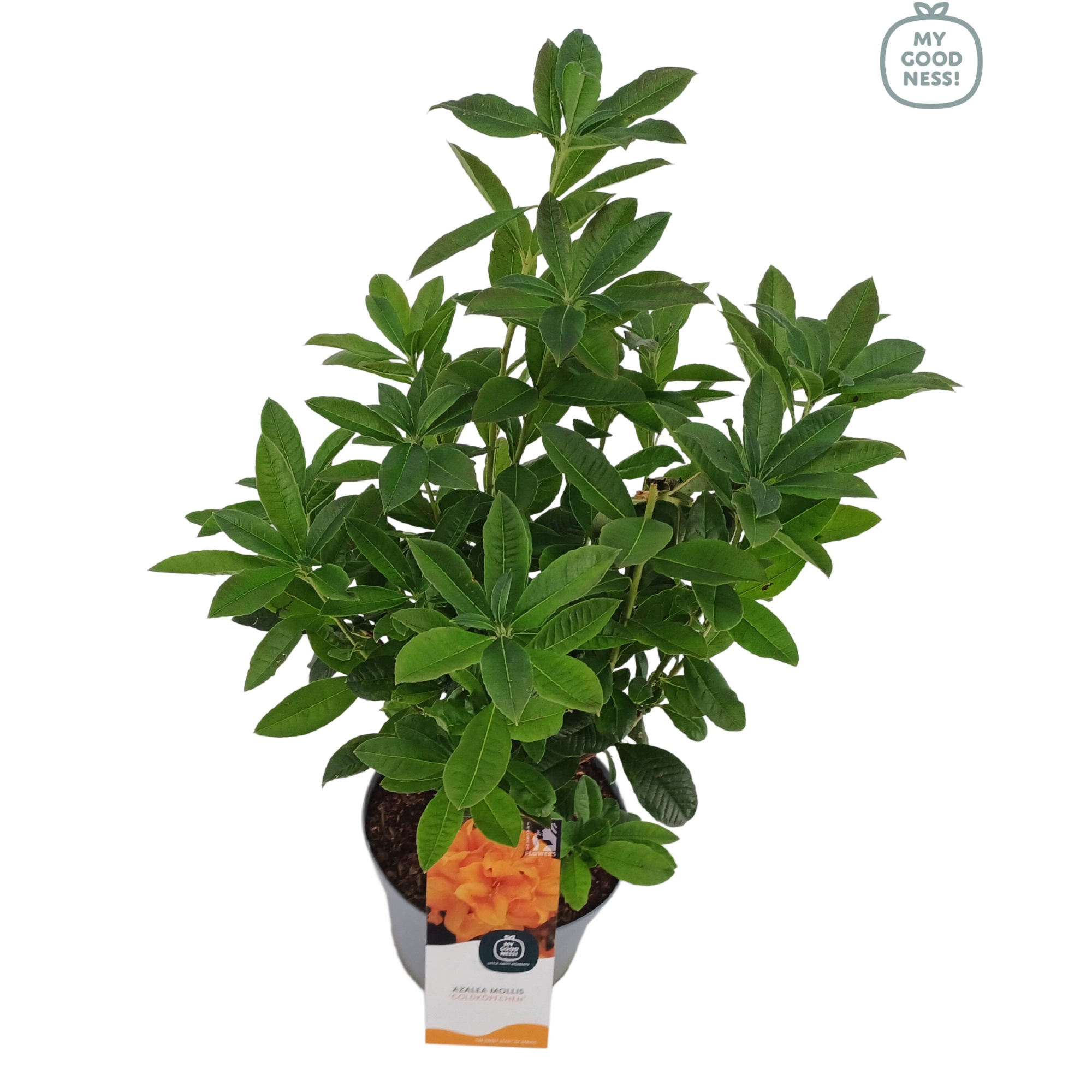 Azalea Mollis 40 /C5 'Goldkopfchen', D 23 cm