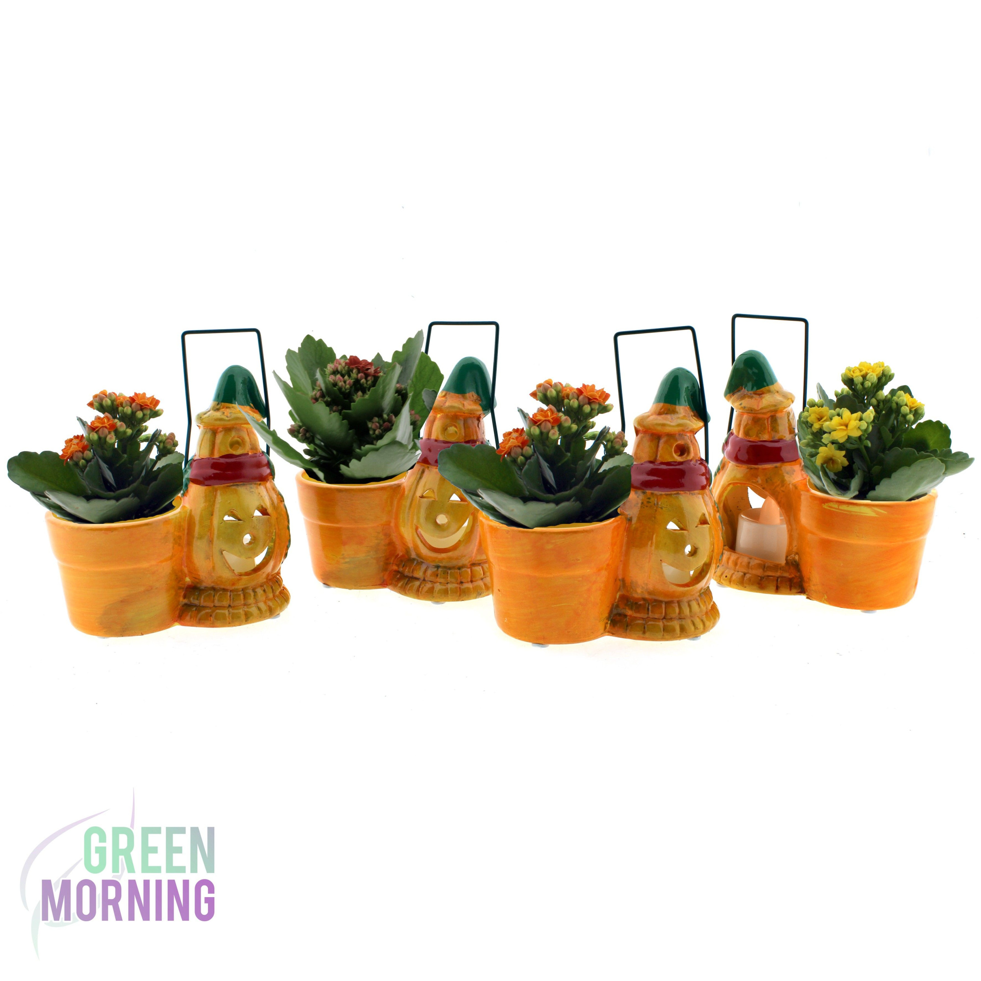 Kalanchoe gevuld in Halloween Theelicht houder ( Led lamp ), D 8 cm