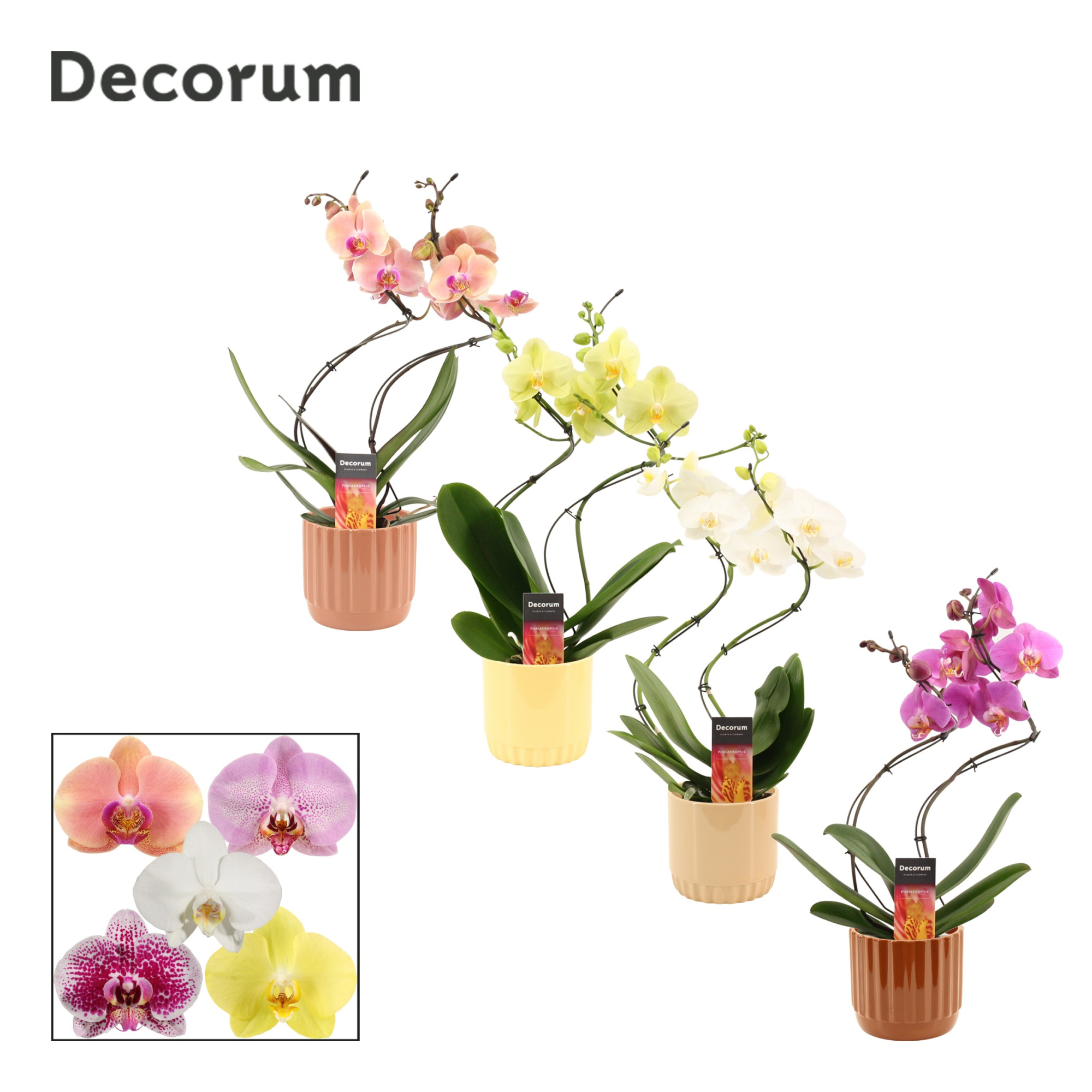 Phalaenopsis hurricane mix in Liam (Coffee blend-collection), D 12 cm