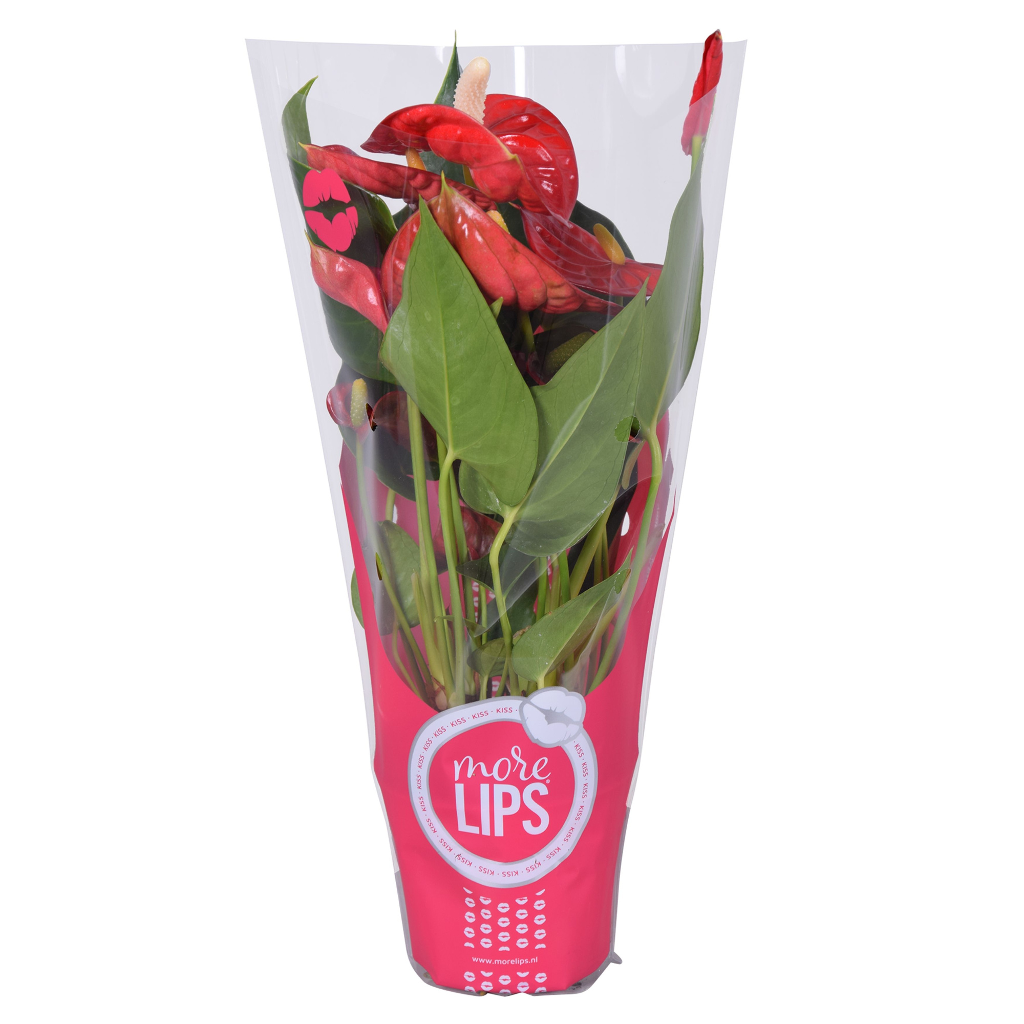 MoreLIPS® Anthurium Everio in ShowHoes, D 9 cm