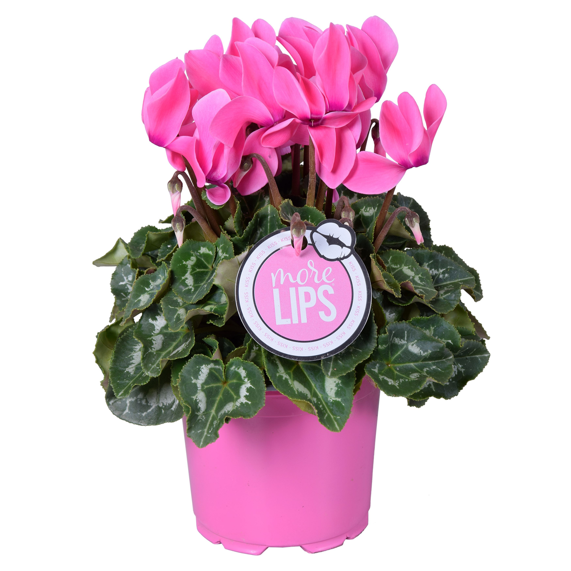 MoreLIPS® Cyclamen roze, D 12