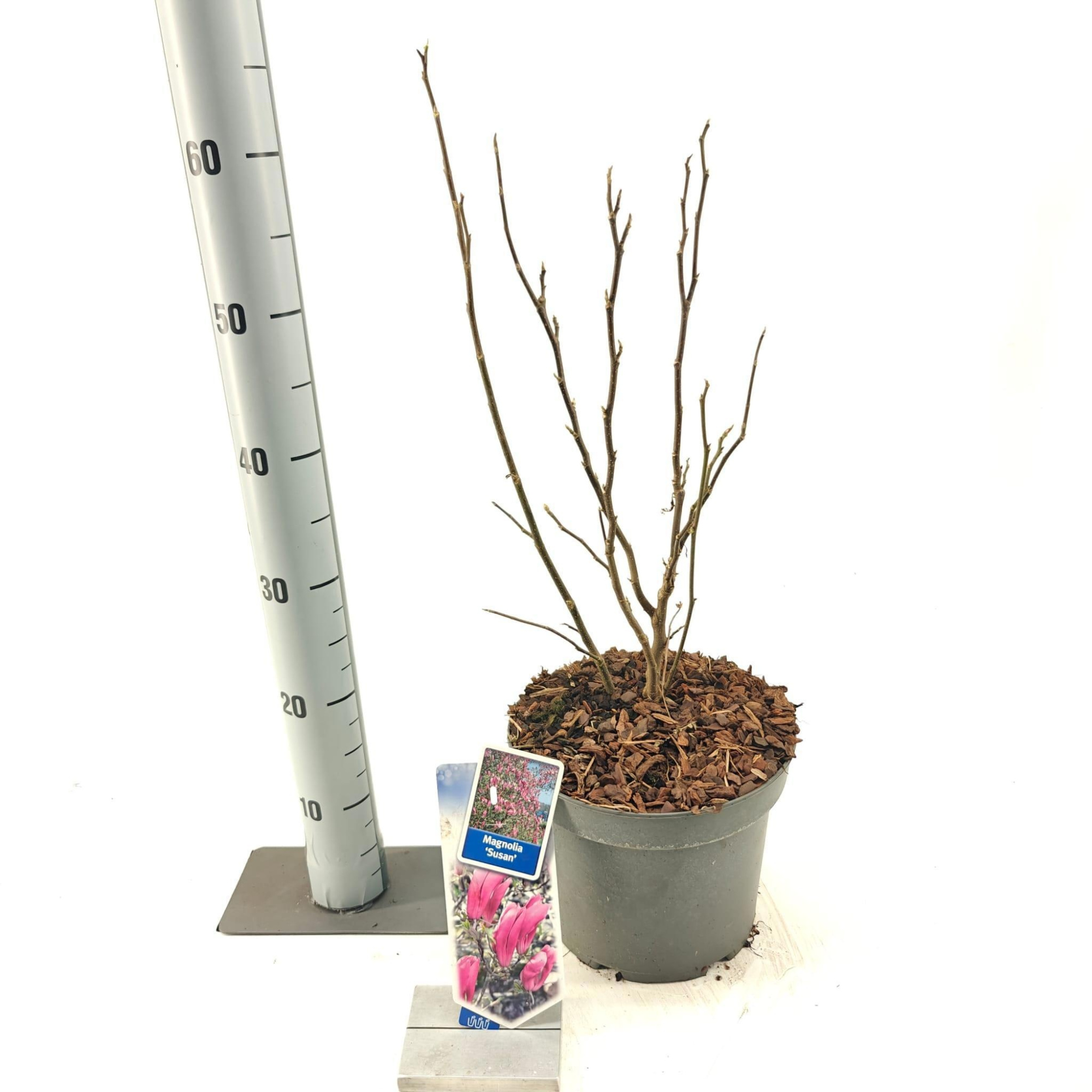 Magnolia 'Susan', D 23