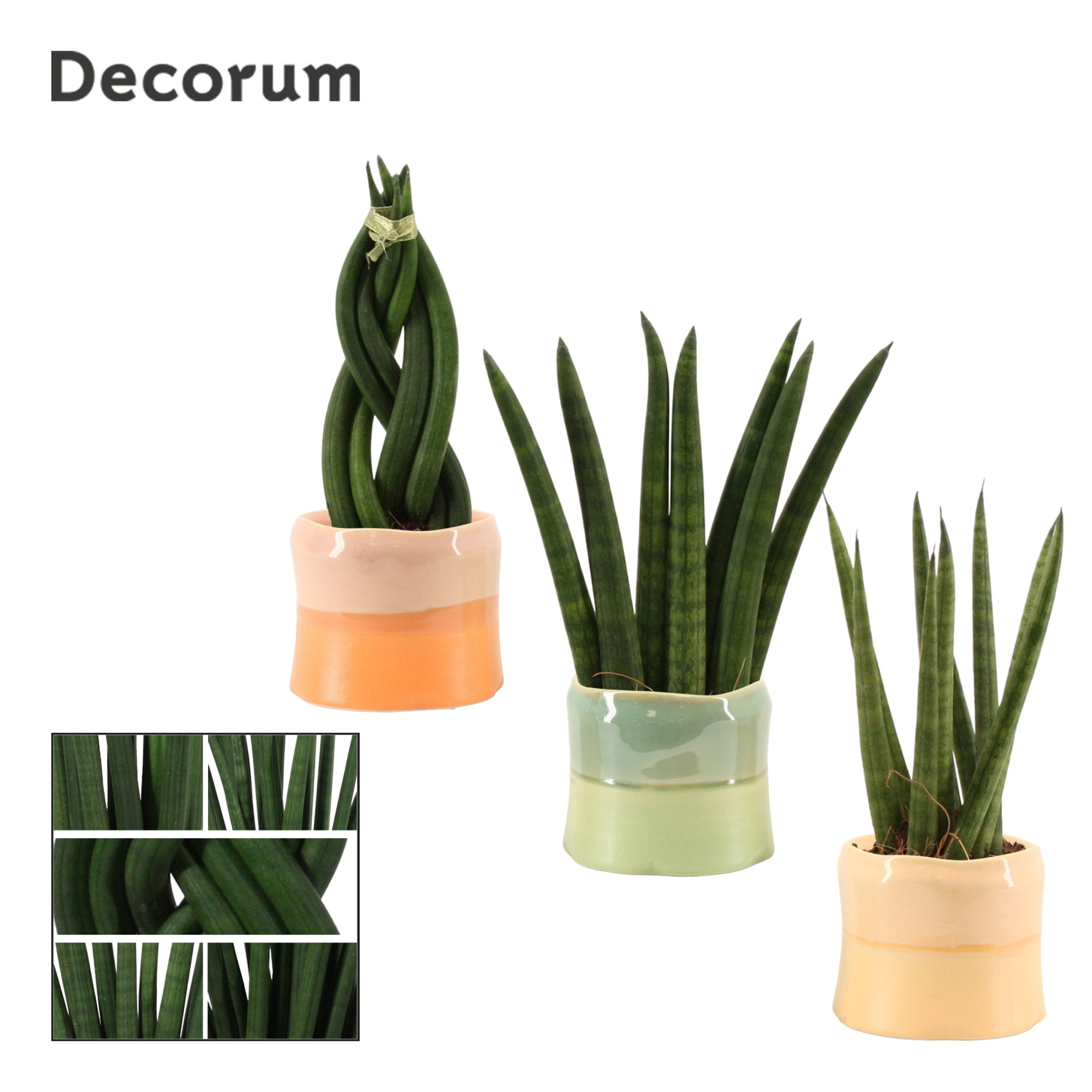 Sansevieria cylindrica 6 cm mix in Evita (Craft world-collection, D 6 cm