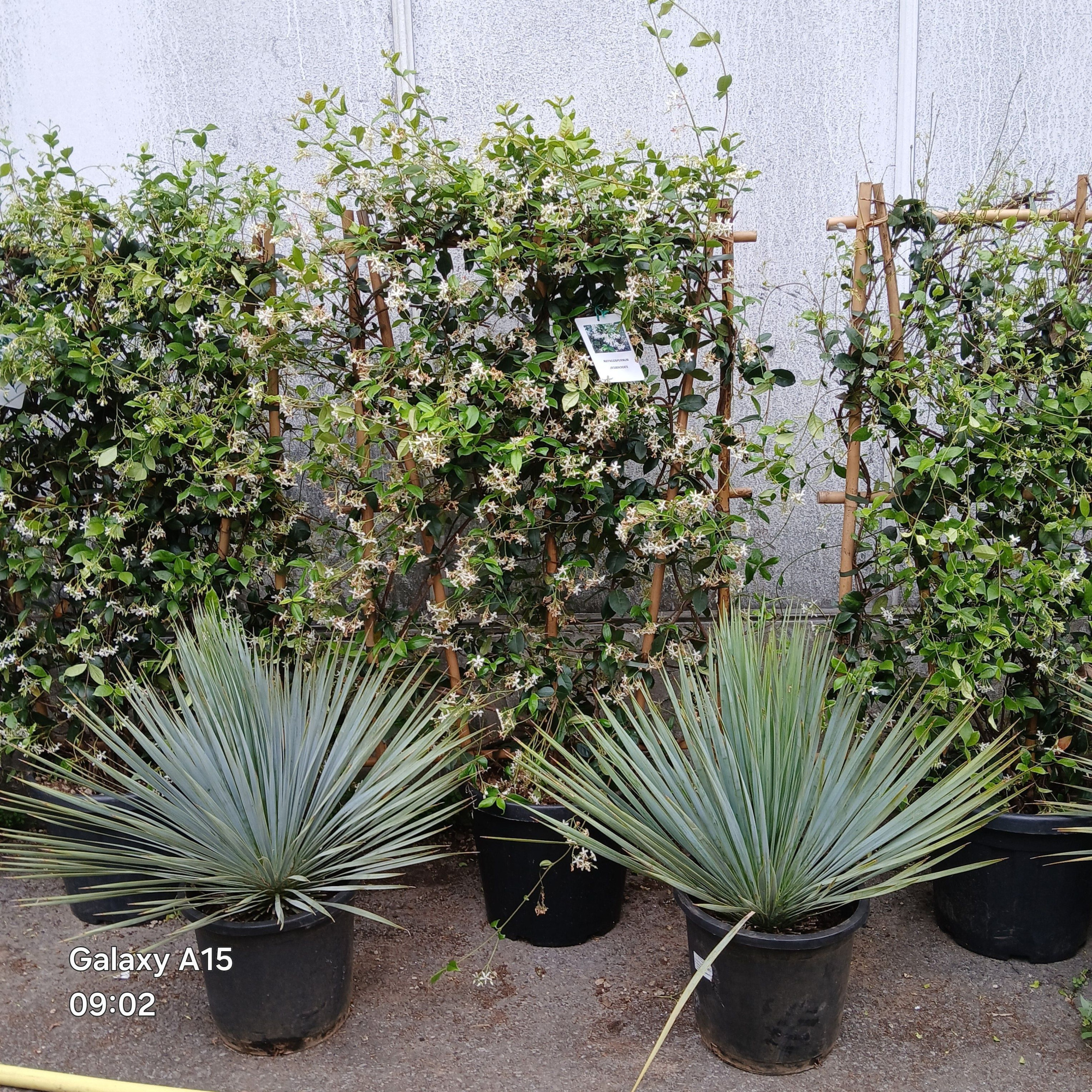 Trachelospermum, D 34 cm