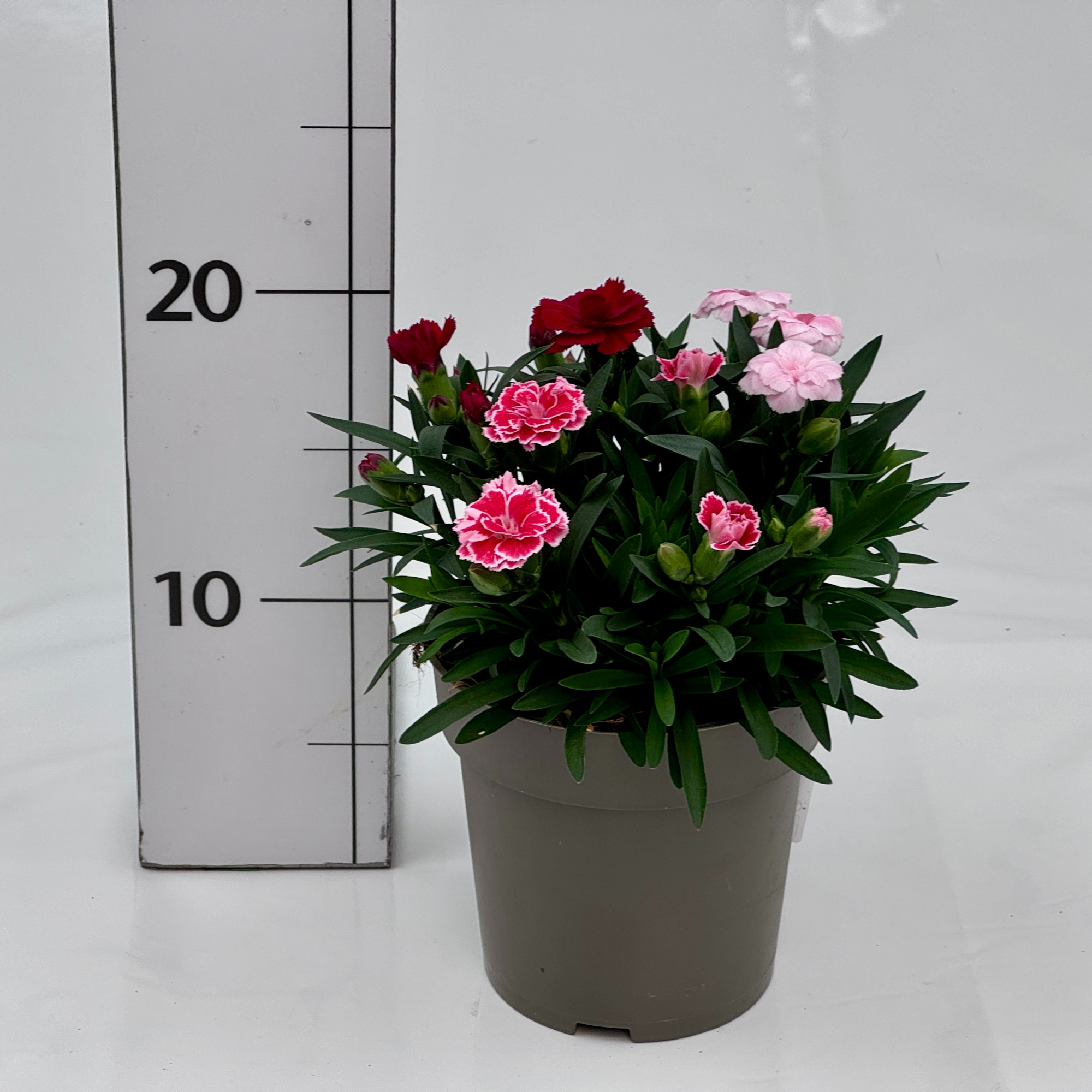 Dianthus caryophyllus Trio, D 12