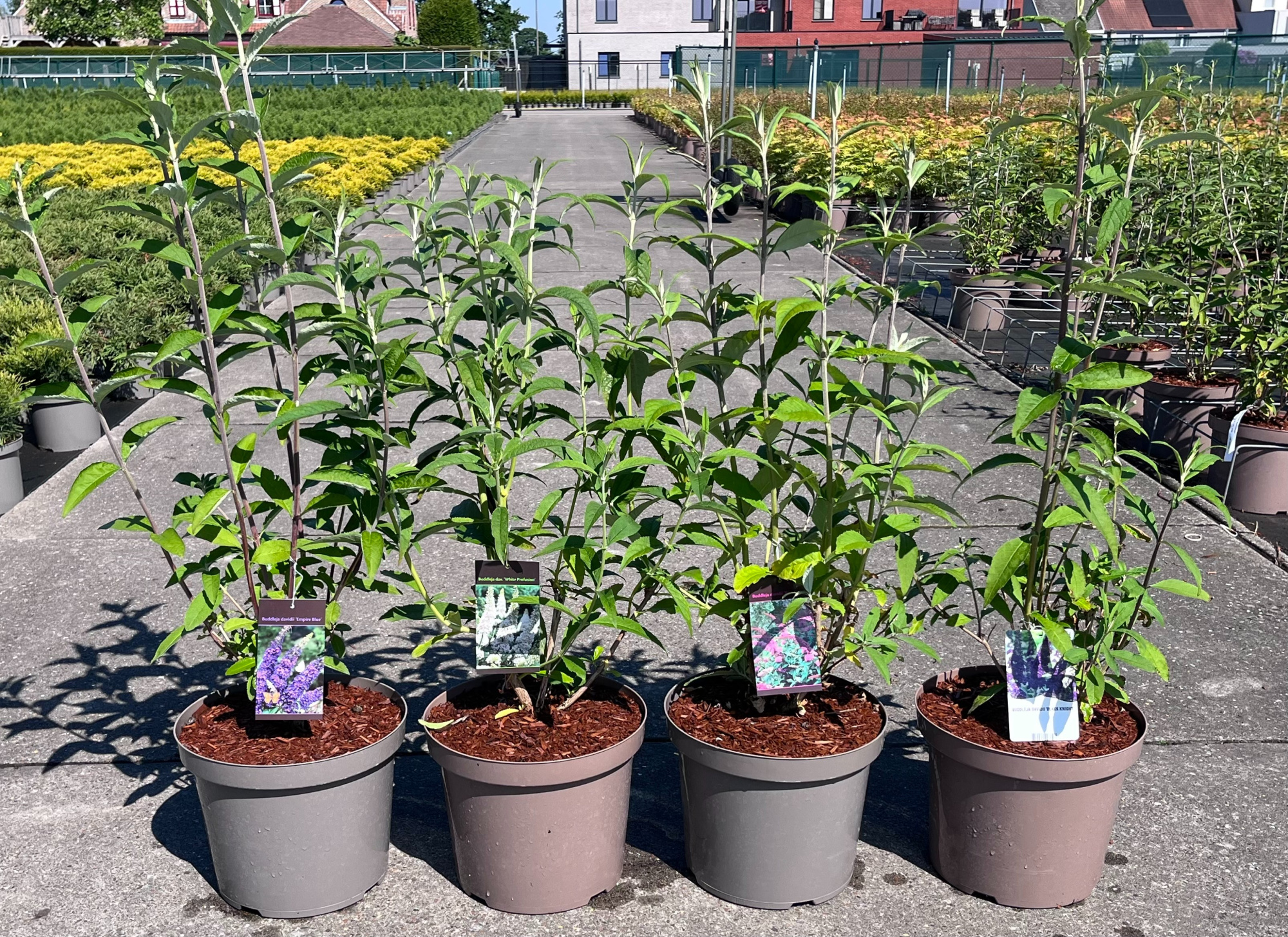 791 VP : C10 Buddleja mix soorten -Black night-Empire blue-Pink delight-White profusion, D 28 cm