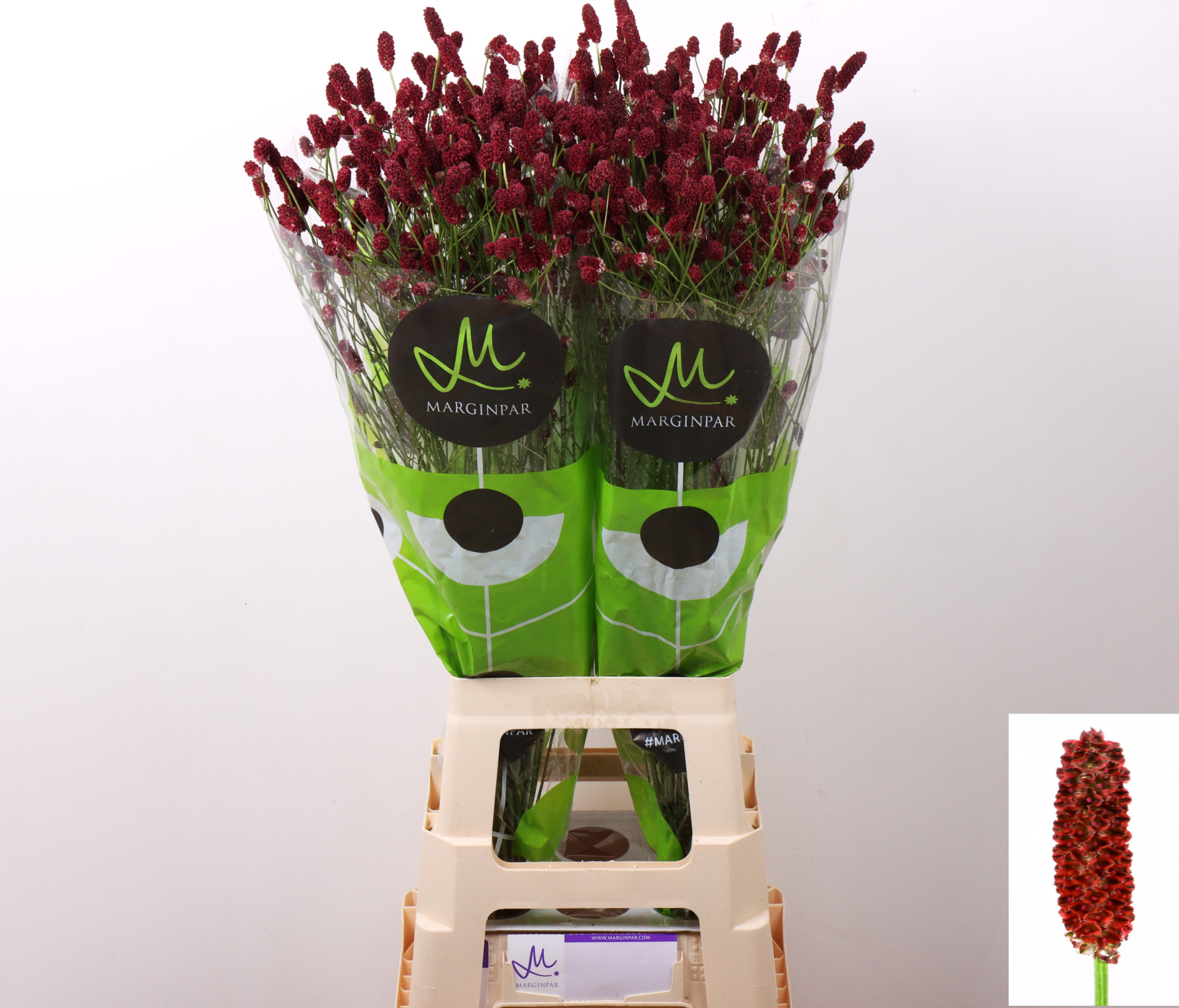 Сангисорба Оффициналис Рэд Дрим 85, шт.