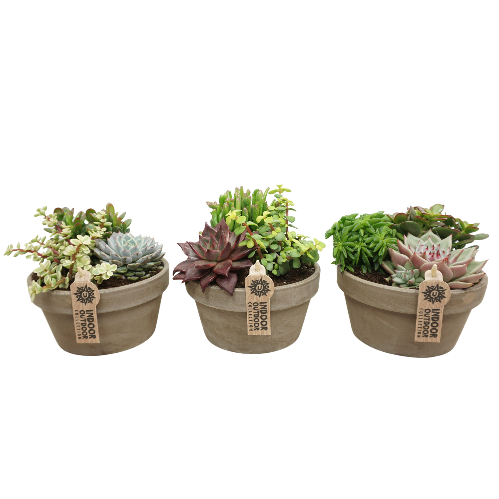 Succulent arrangement in 17 cm 'Grijze Schaal', D 17 cm