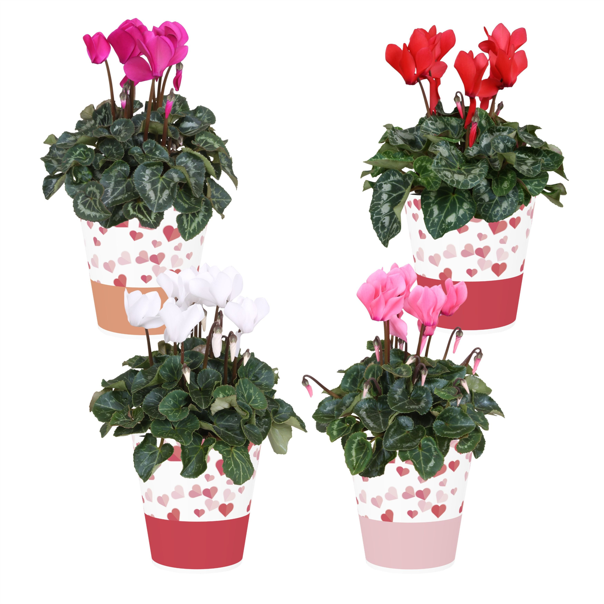 Collectie 'Soft Illusion' - Cyclamen in smartcup Candy (Valentijn), D 12 cm