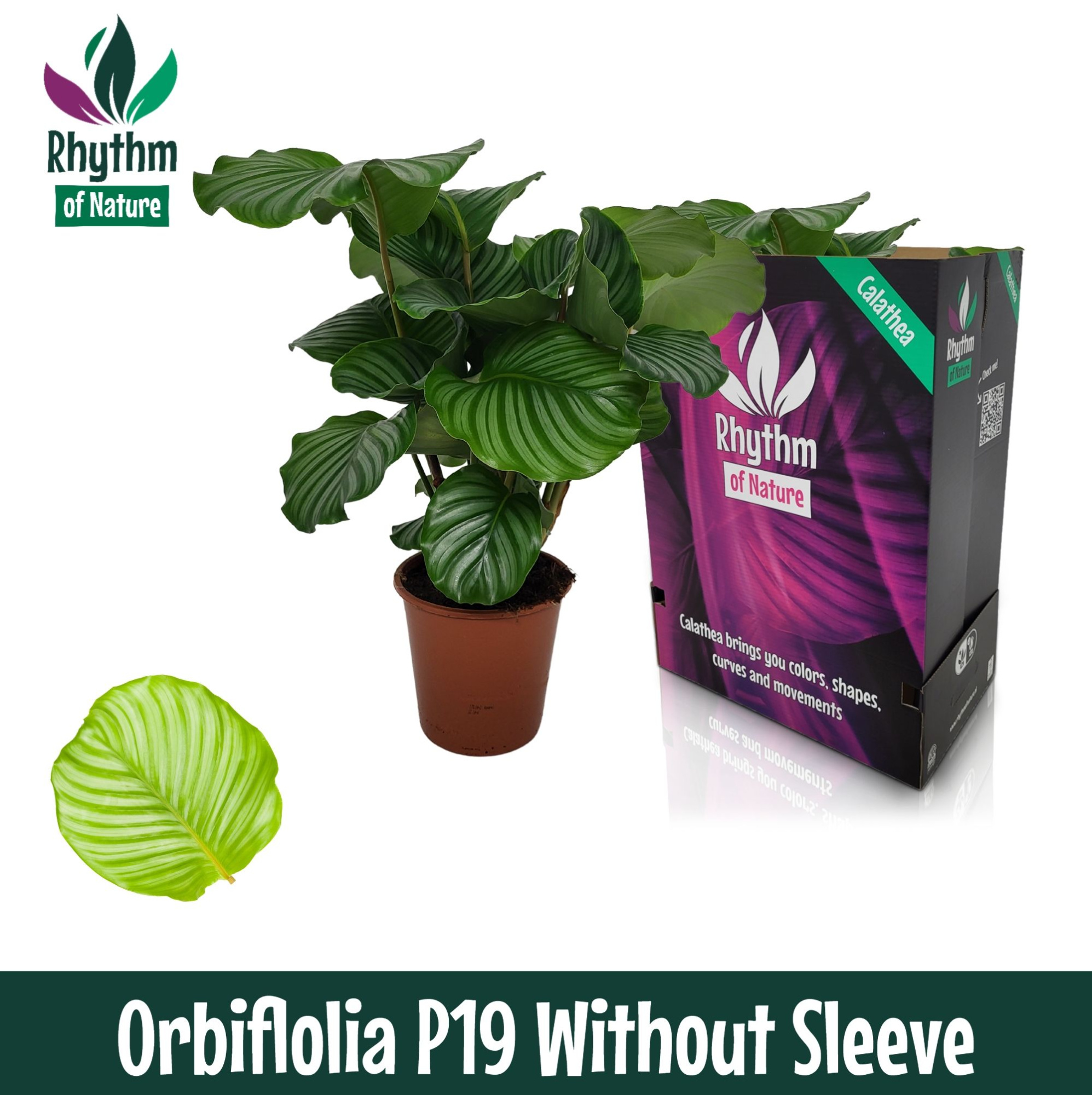 Calathea 19cm Orbifolia Rhythm of Nature zonder hoes, D 19 cm