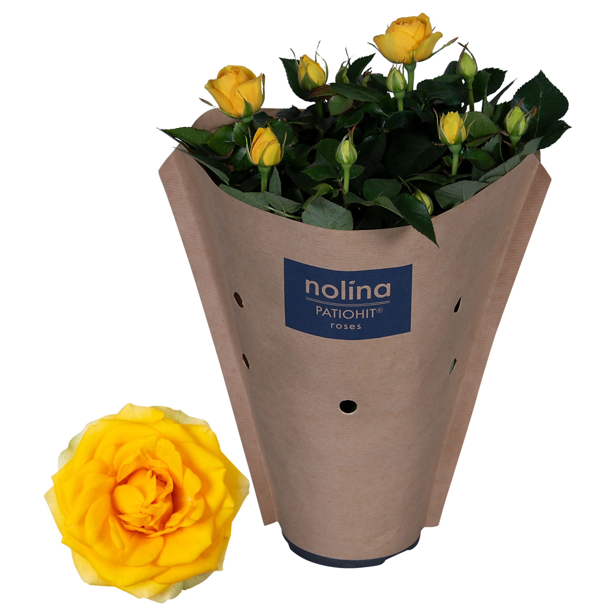 Nolina Roses Ø 13 cm Yellow Paper sleeve, D 13 cm
