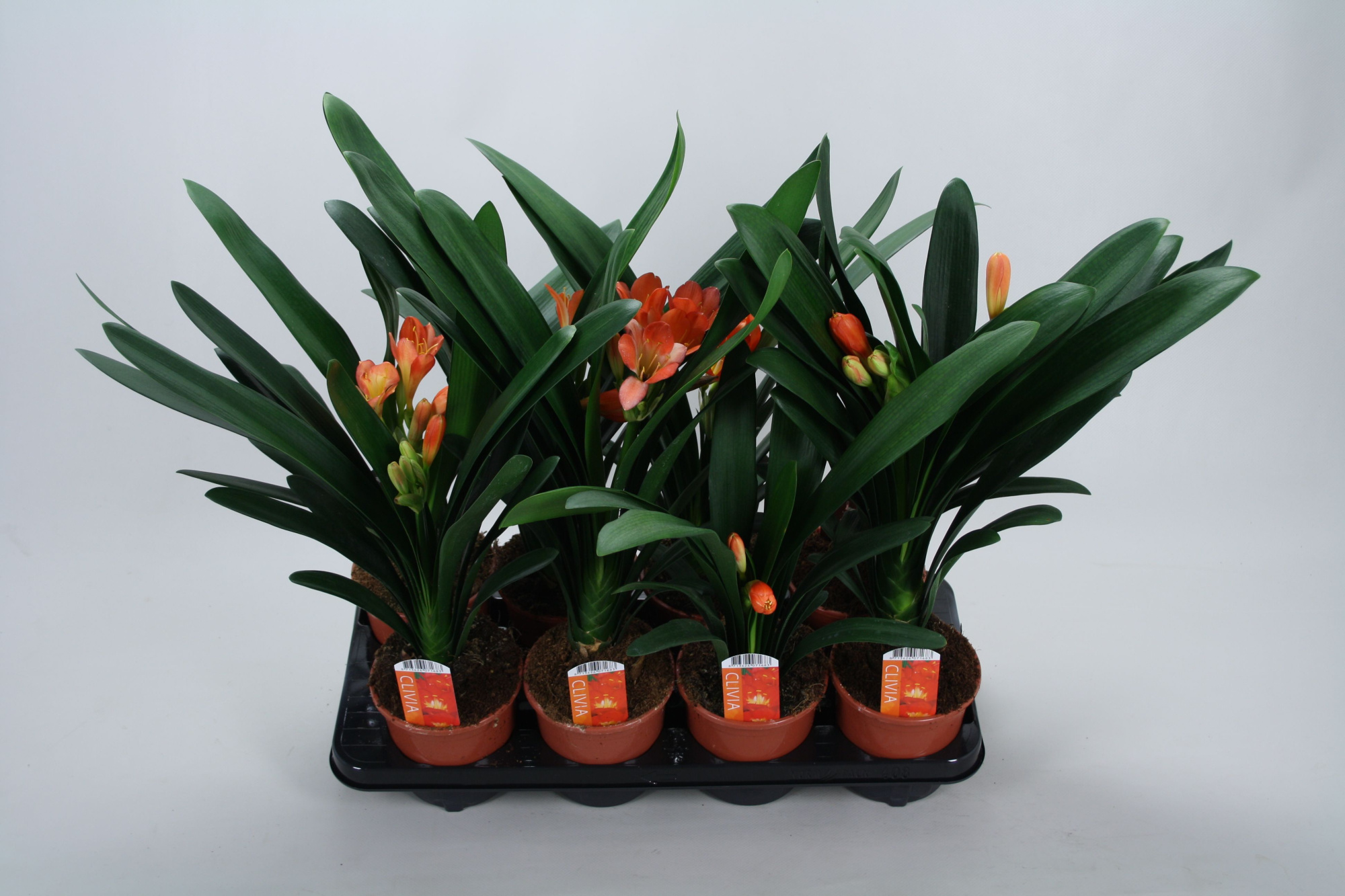 Clivia miniata Castle knopje minder, D 13 cm