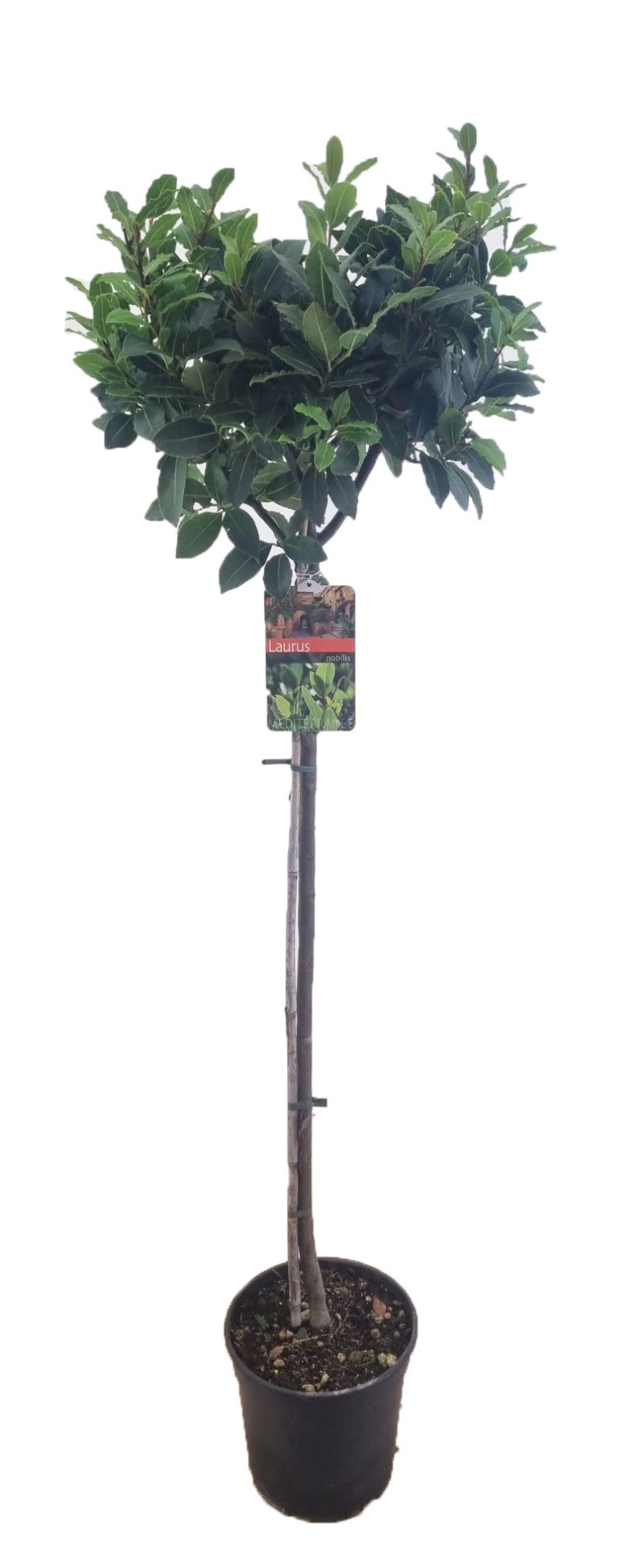 Laurus nobilis, D 24 cm