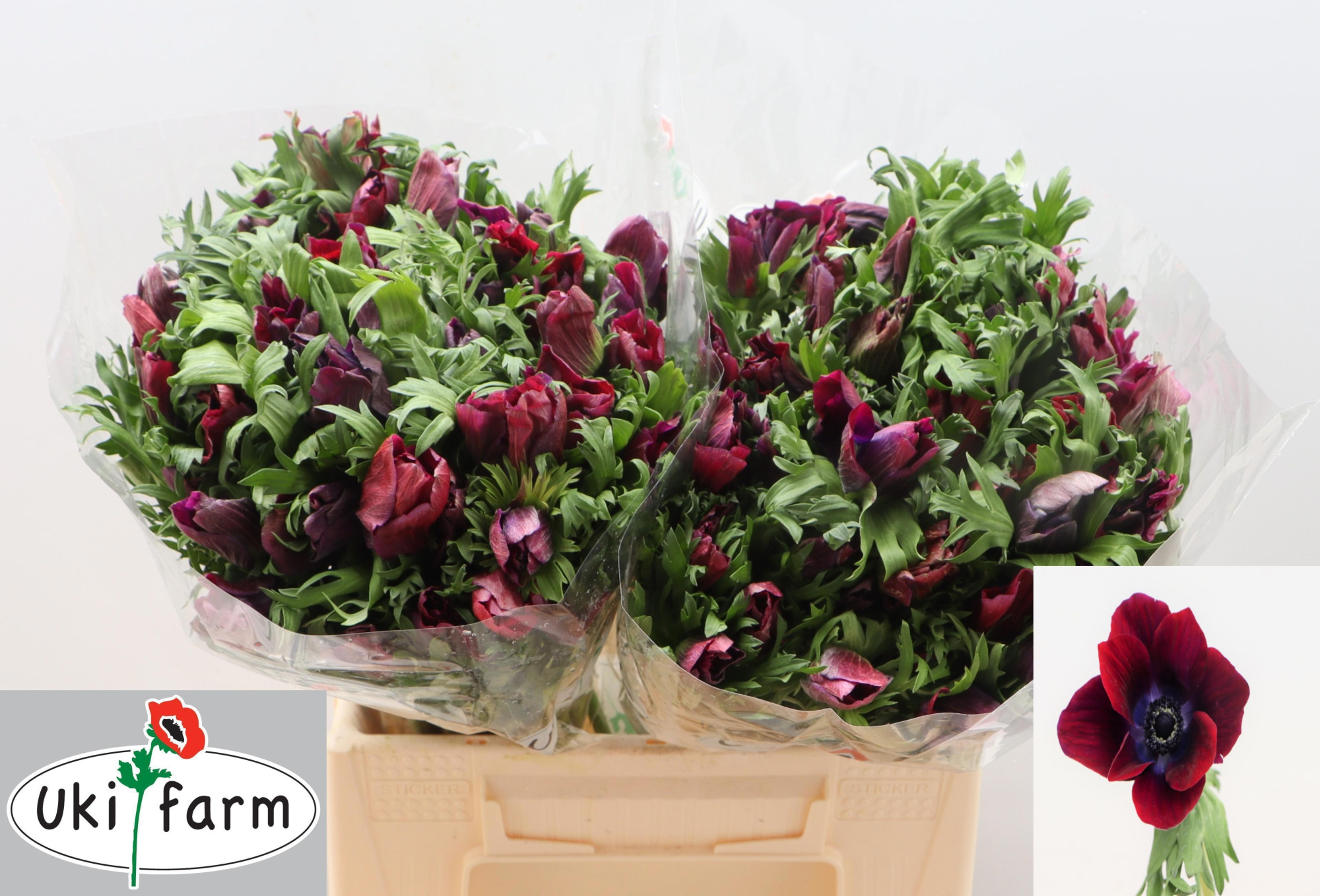 Анемон Галил Бордо 40 (бордо), шт.