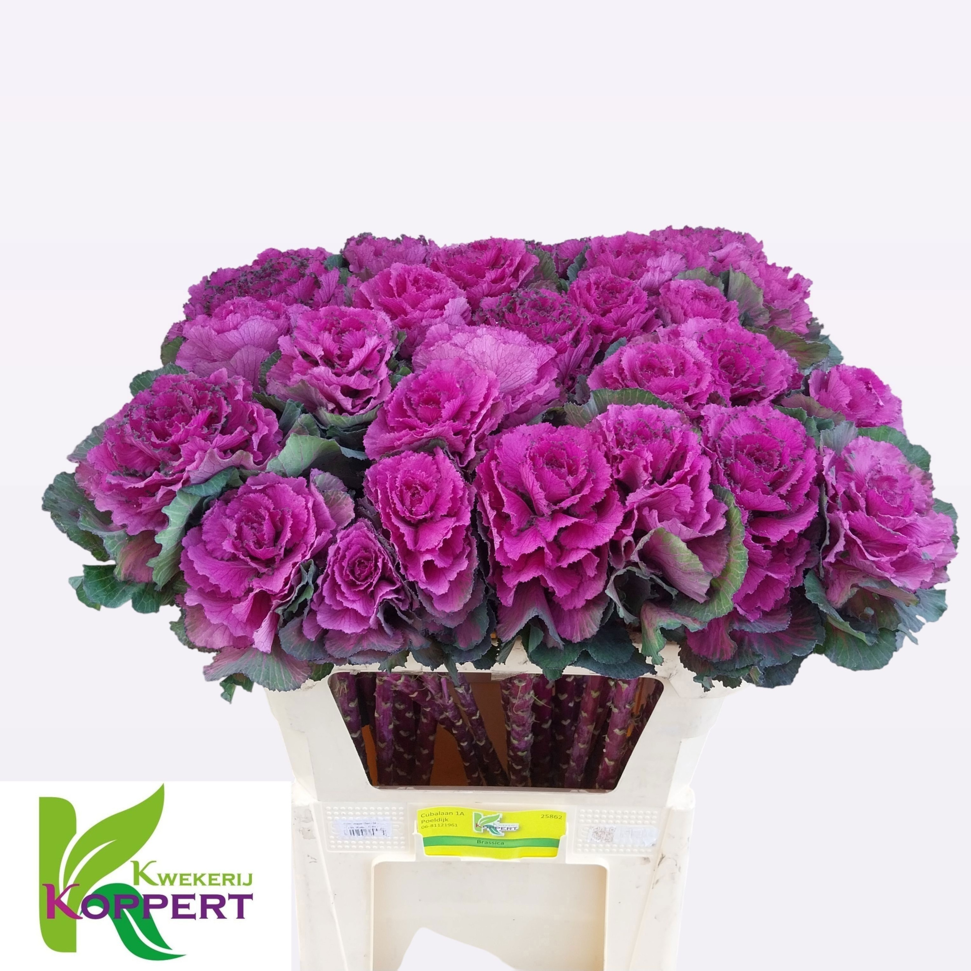 Брассика Элеганс 75, шт.