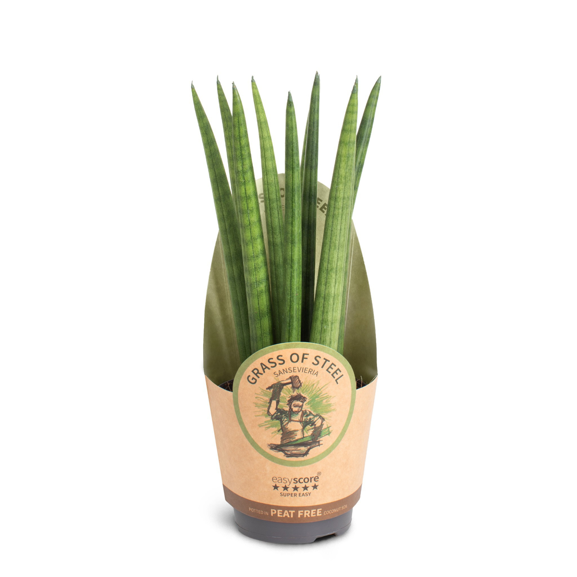 Sansevieria cylindrica ´Straight´, D 11