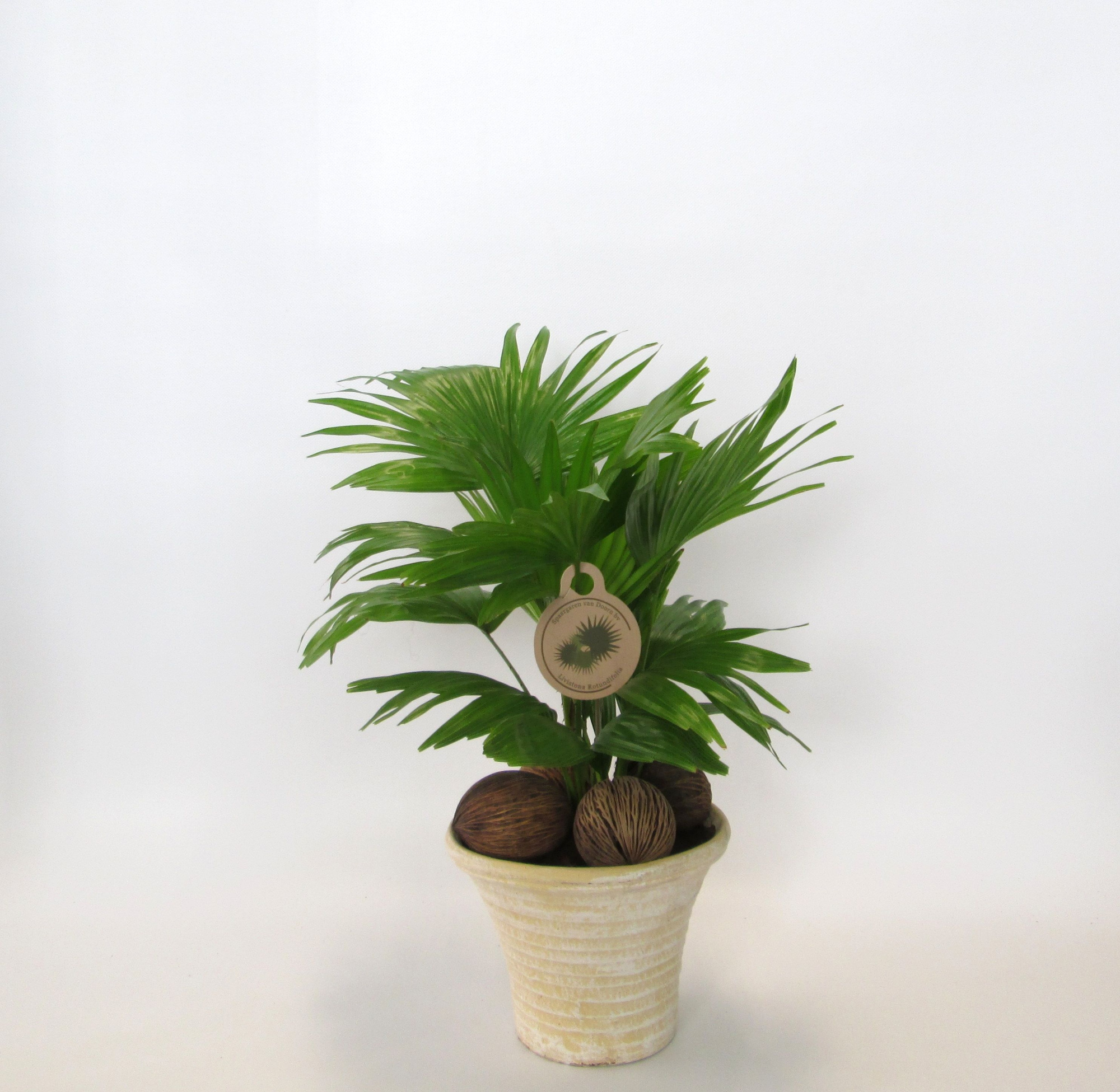 Livistona rotundifolia, D 19 cm