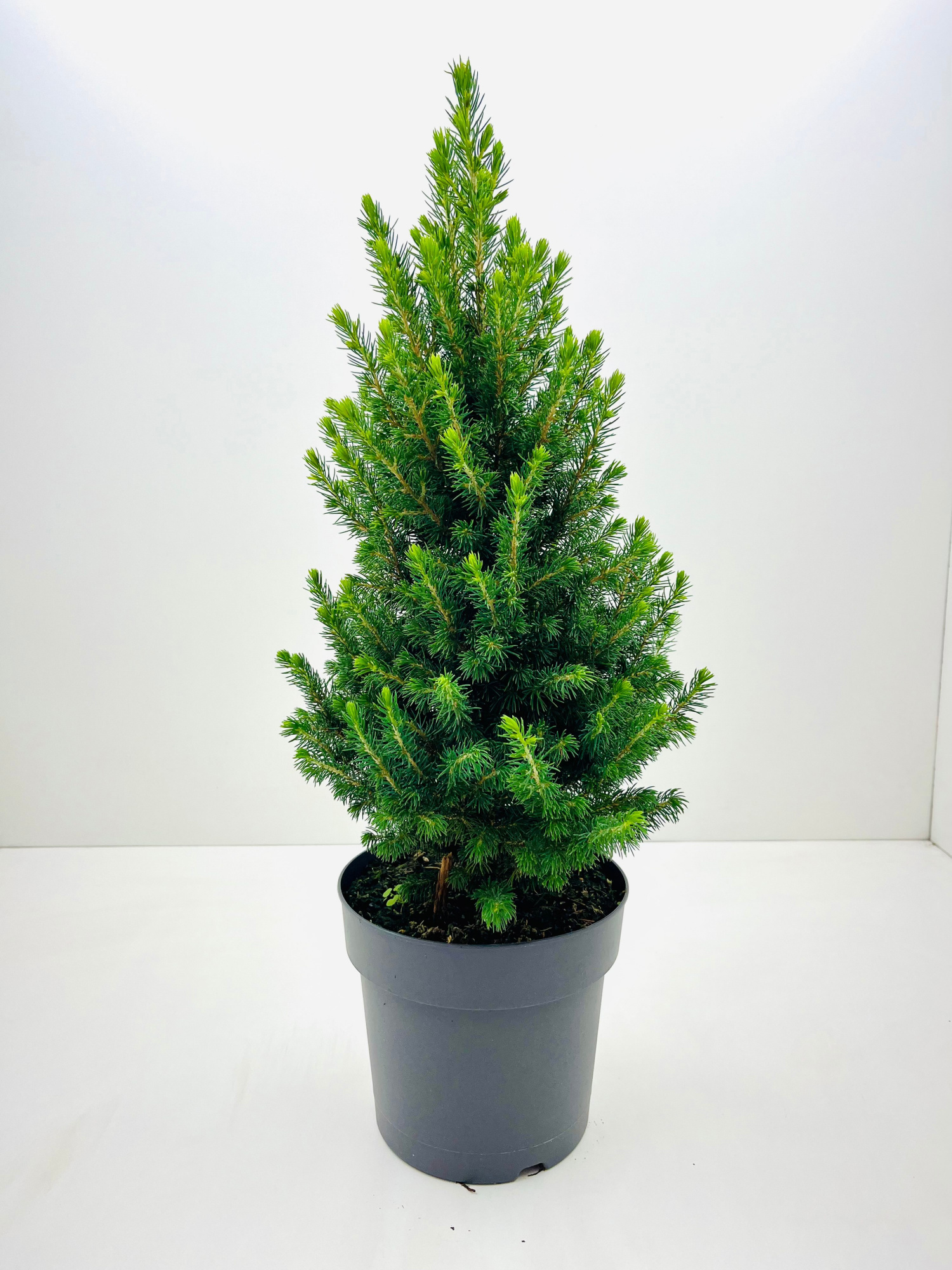 Picea Conica Perfecta, D 19 cm