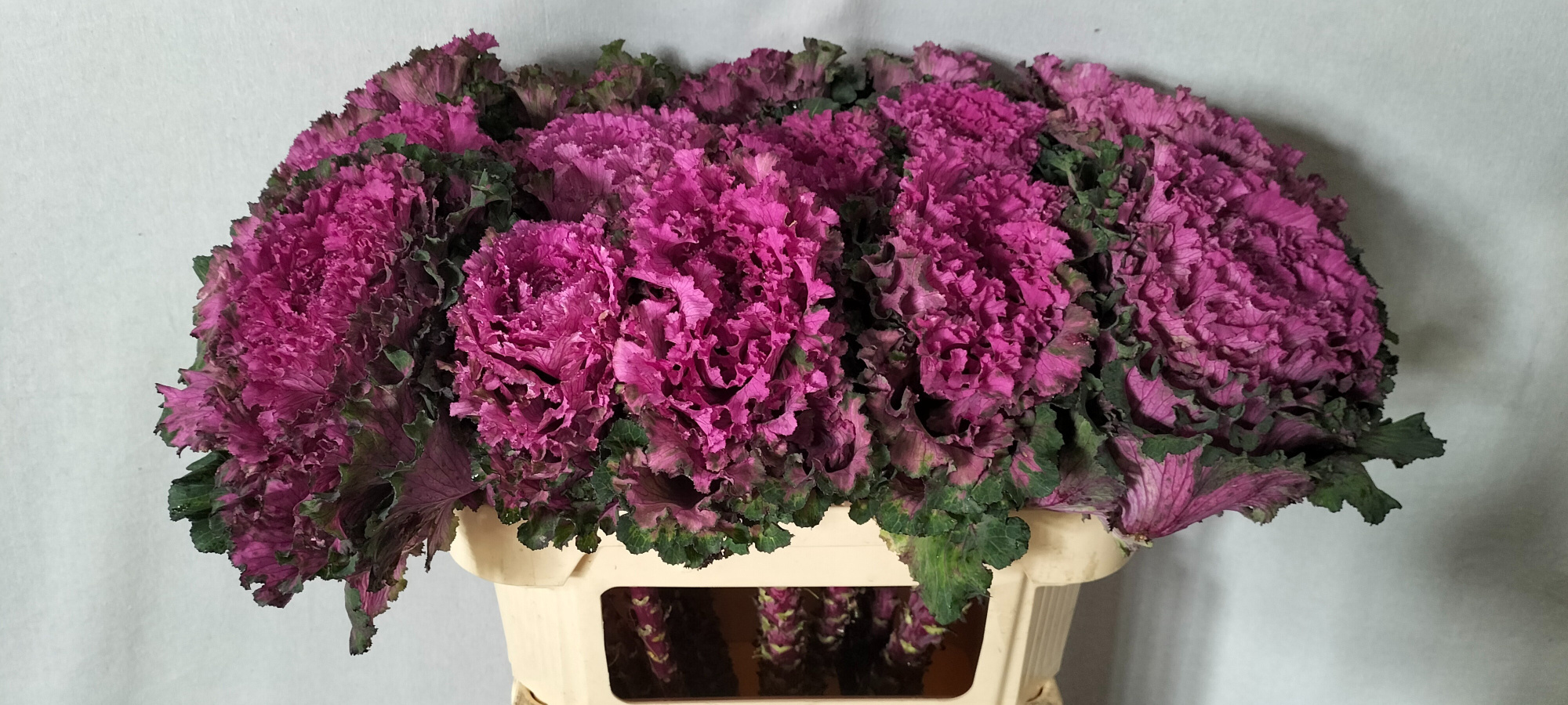 Брассика Ферст Леди 70, шт.