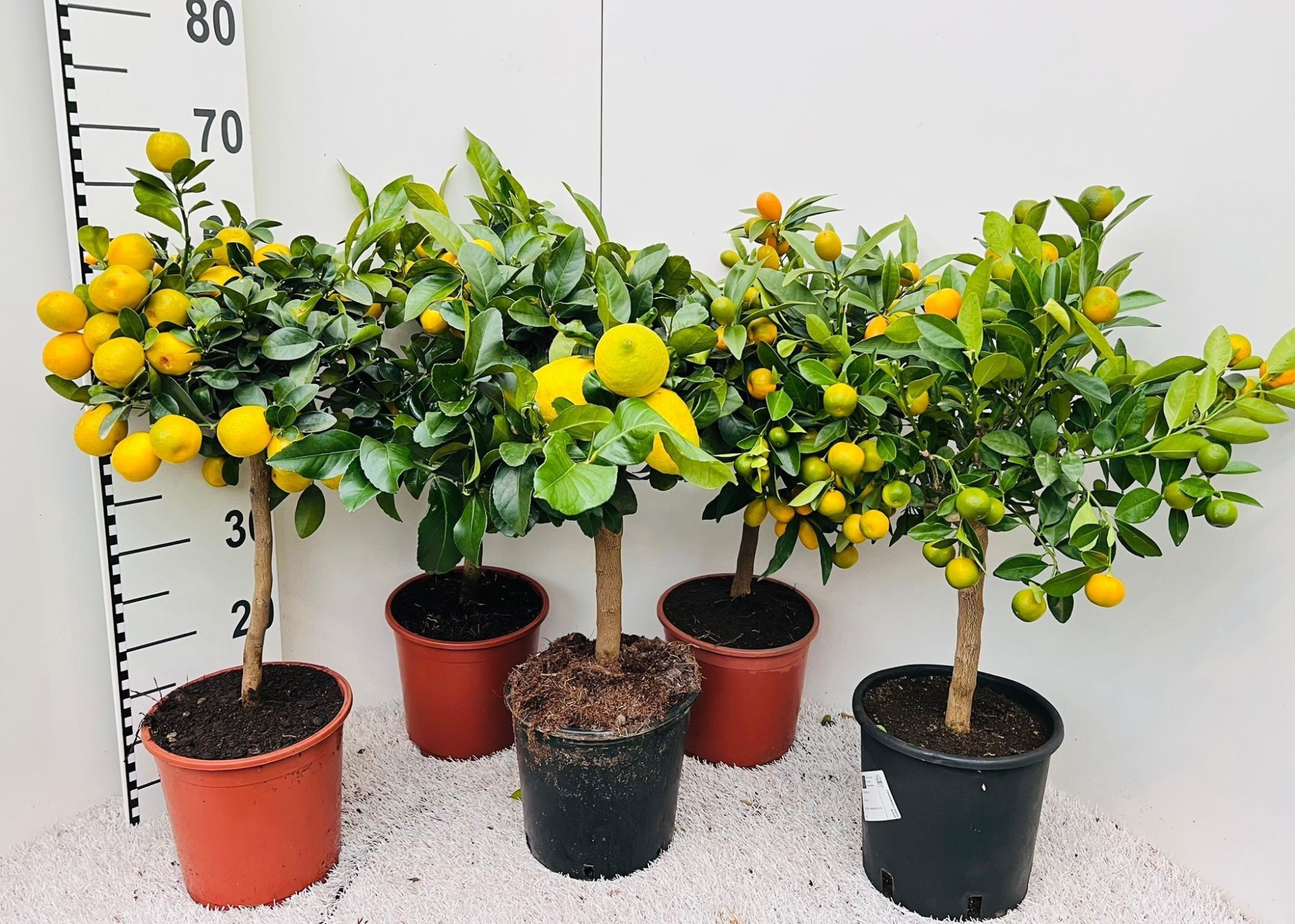 Citrus Mixed 3-5 Var. on stem, D 19 cm
