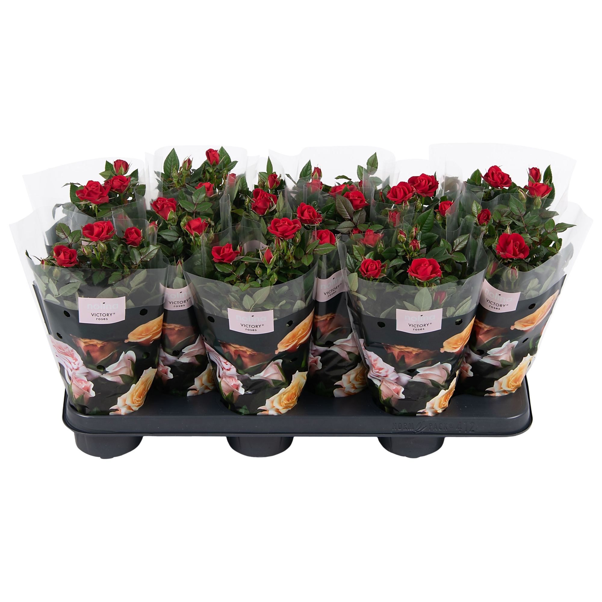 Nolina Roses Ø 10.5 cm Red st. 2-3, D 10,5 cm