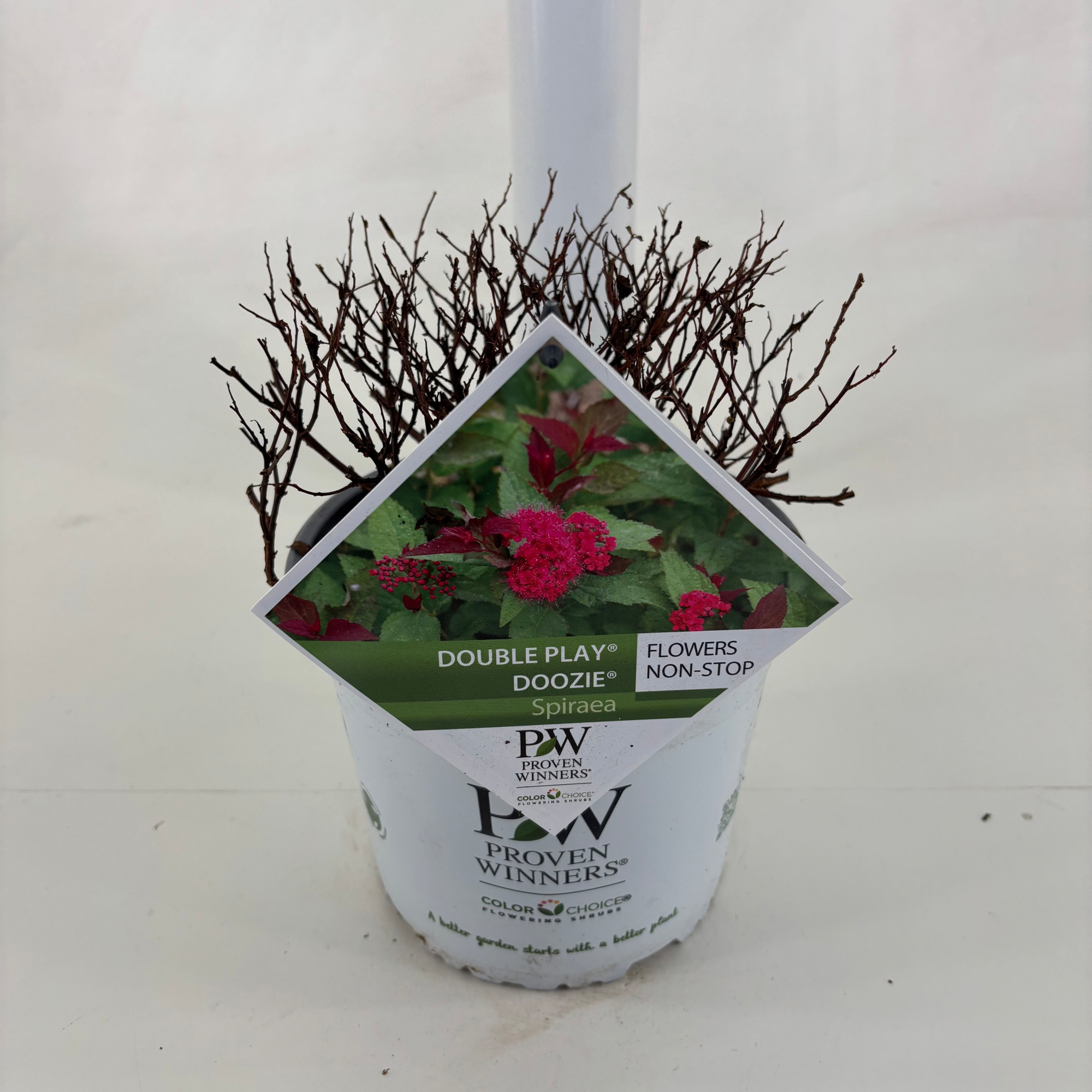 Spiraea jap. Double Play ® Doozie, D 19