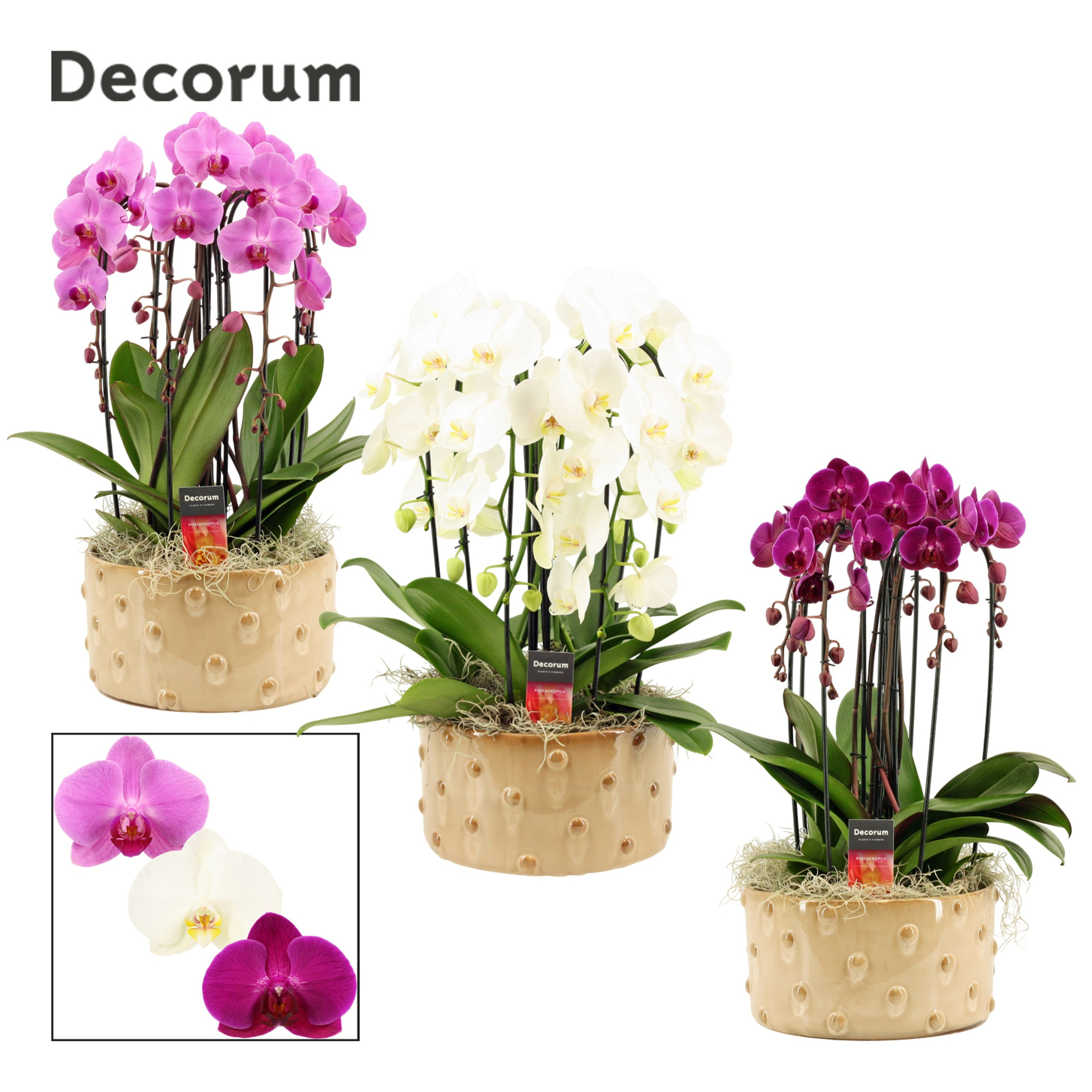 Belle cascade 6 tak symphony mix (Deco-collection), D 27