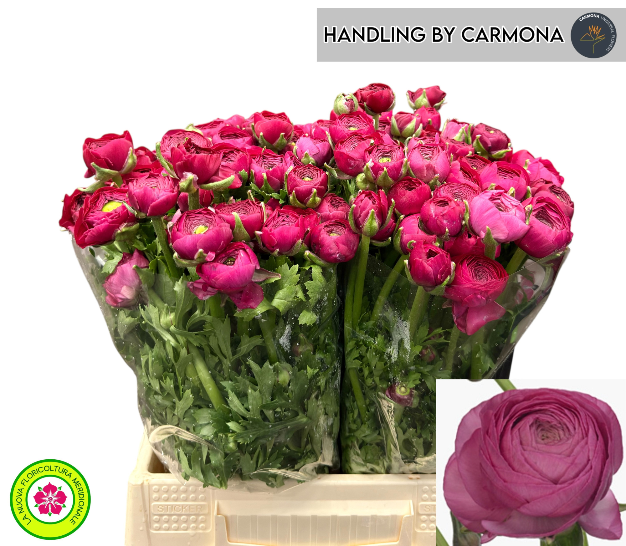 Ранункулус Элеганс Дарк Пинк 40, шт.