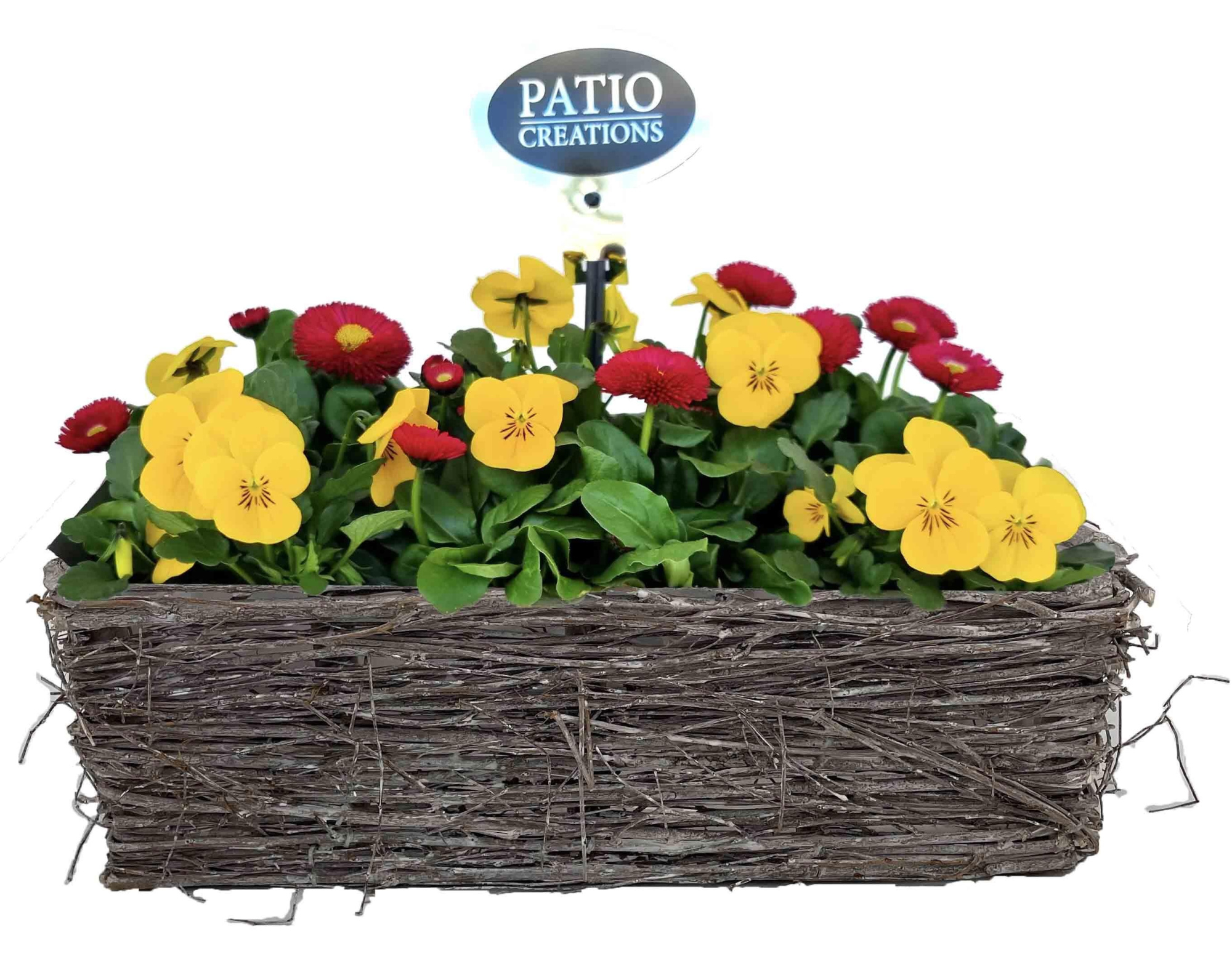 VB844-9003 Viola-Bellis Matz M, D 29