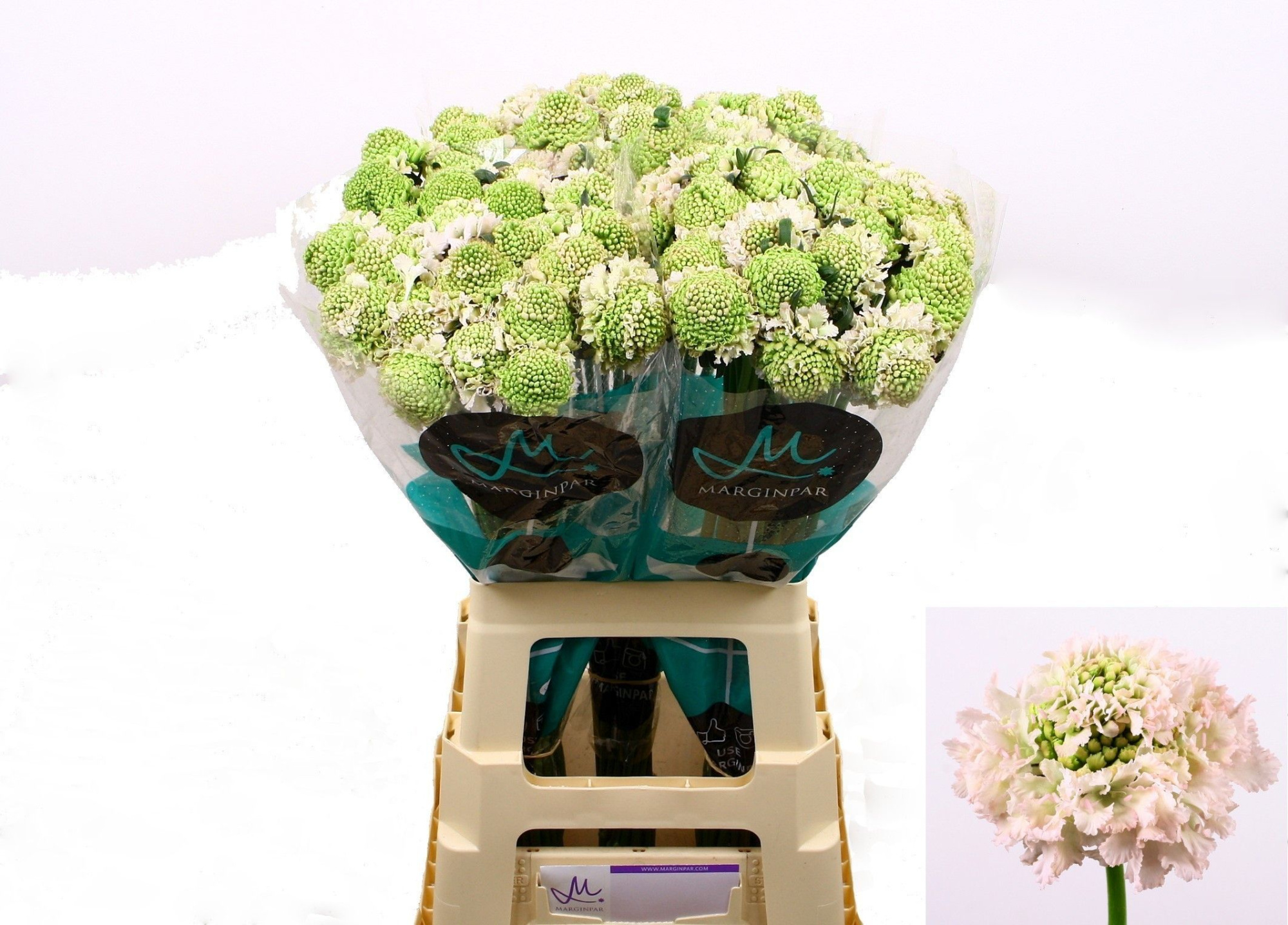 Скабиоза Френч Ванилла 70, шт.