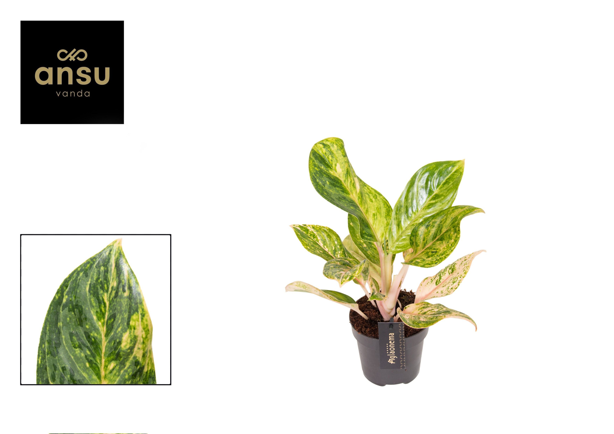 Aglaonema Peach Pearl, D 12 cm
