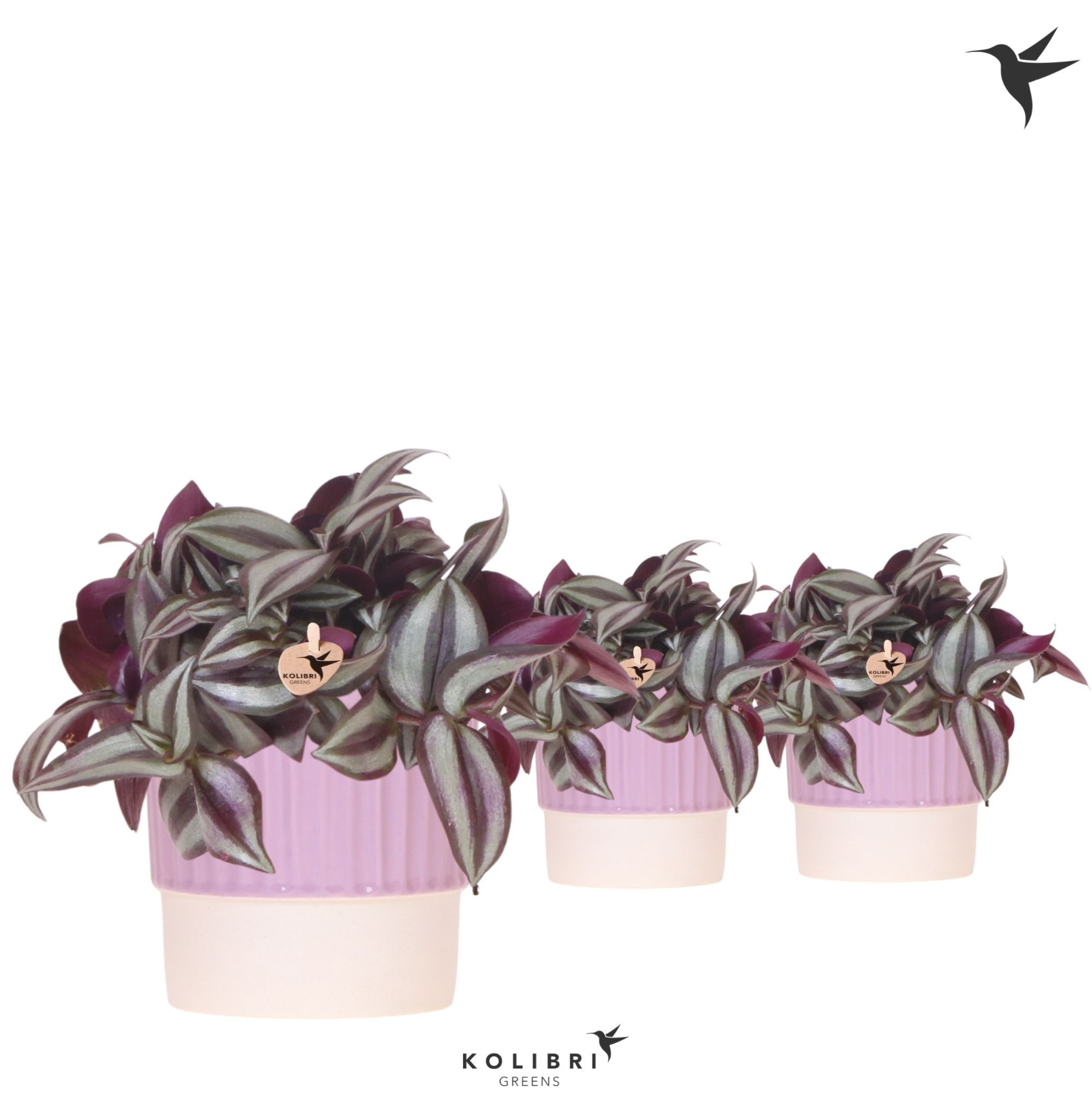 Kolibri Greens Tradescantia Zebrina in Butter pot purple, D 9 cm