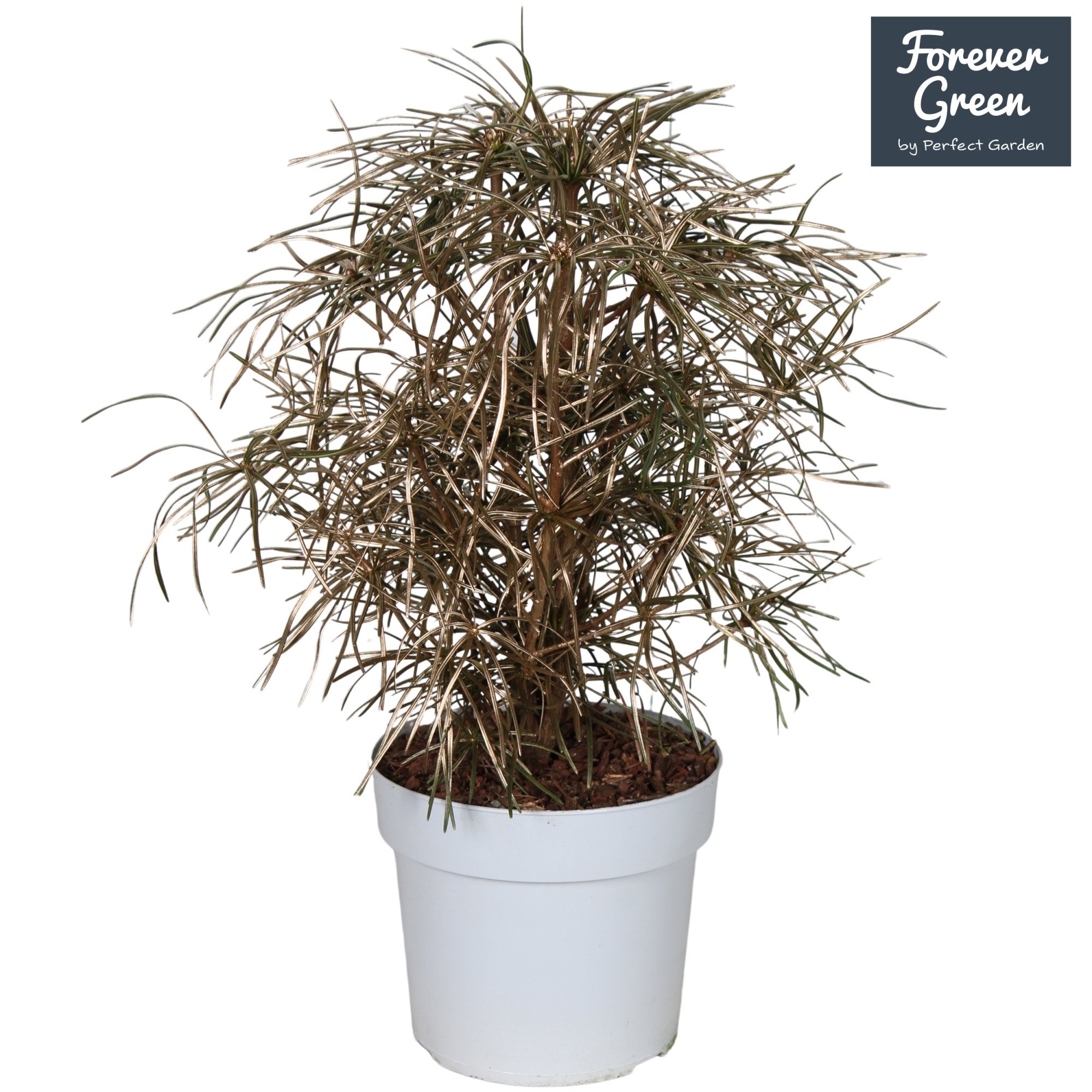 Sciadopitys verticillata P19 - Gold, D 19