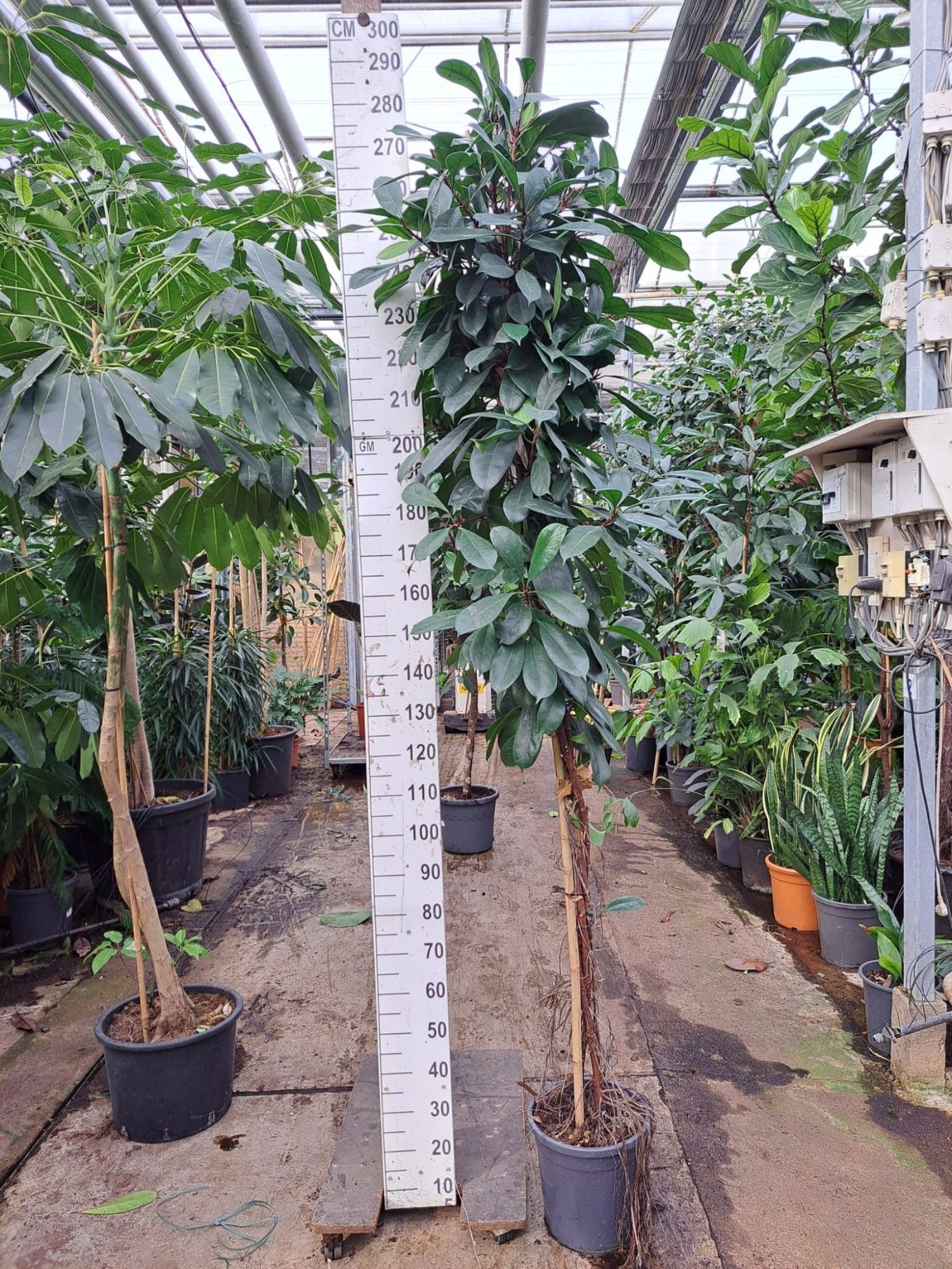 Cyathistipula gedraaide stam 250, D 30 cm