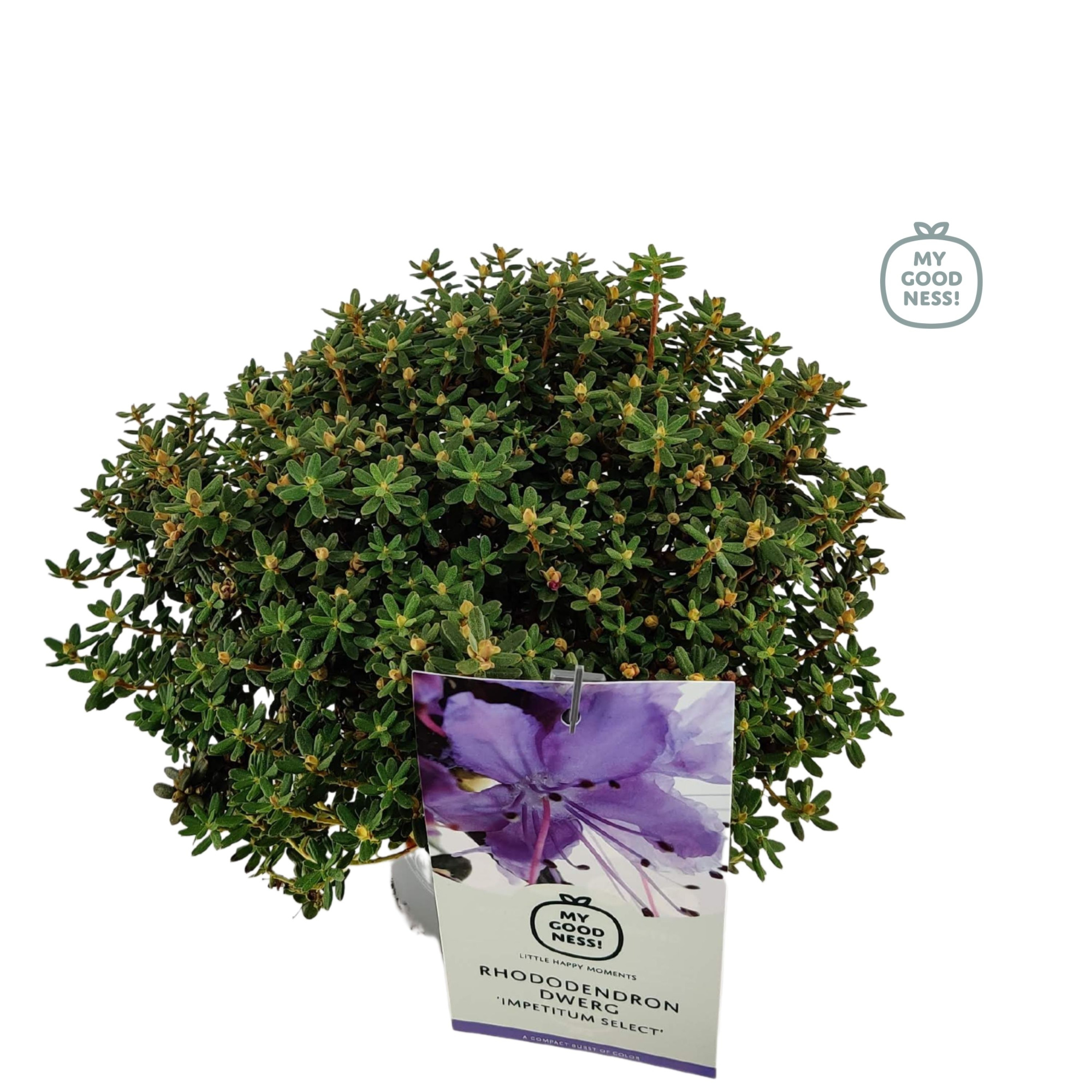 Rhododendron 30-40 /c2 liter 'Imp. Select' dwerg, D 17 cm