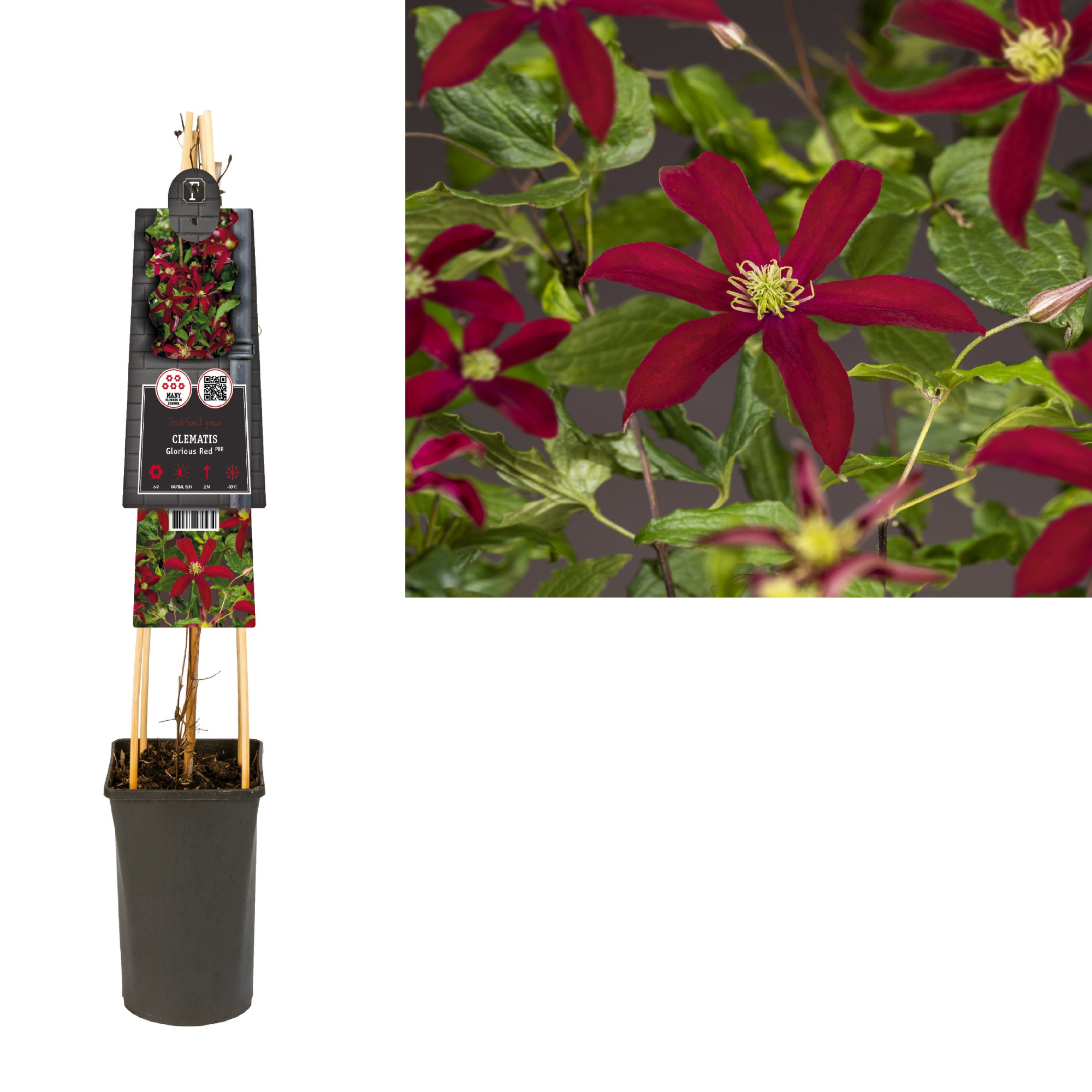 Clematis Glorious Red PBR +3.0 label, D 17 cm