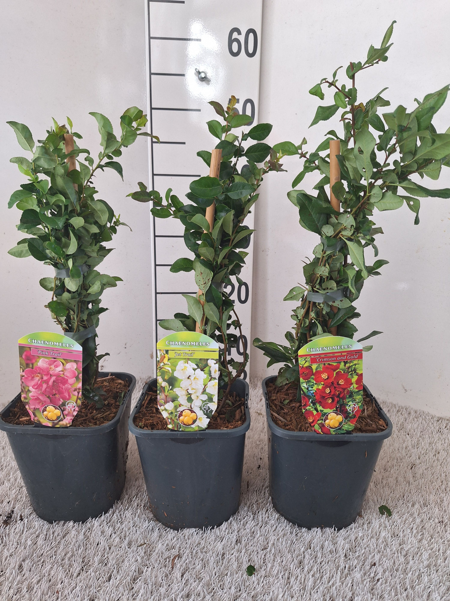 Chaenomeles x superba, D 17 cm