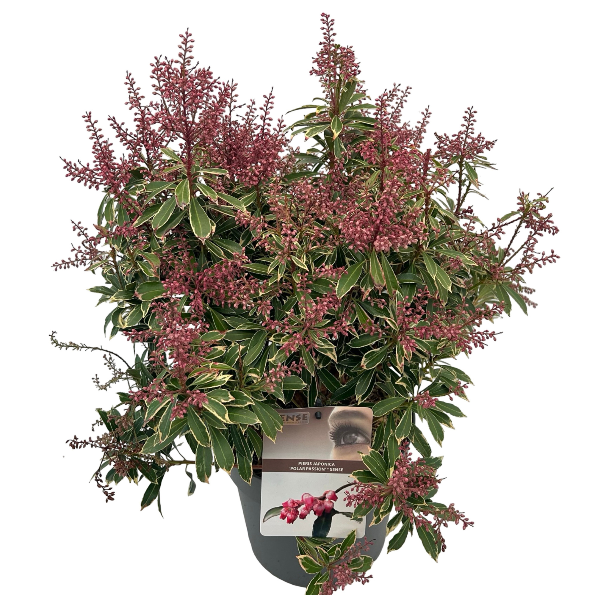 Pieris 'Polar Passion' ® sense, D 23