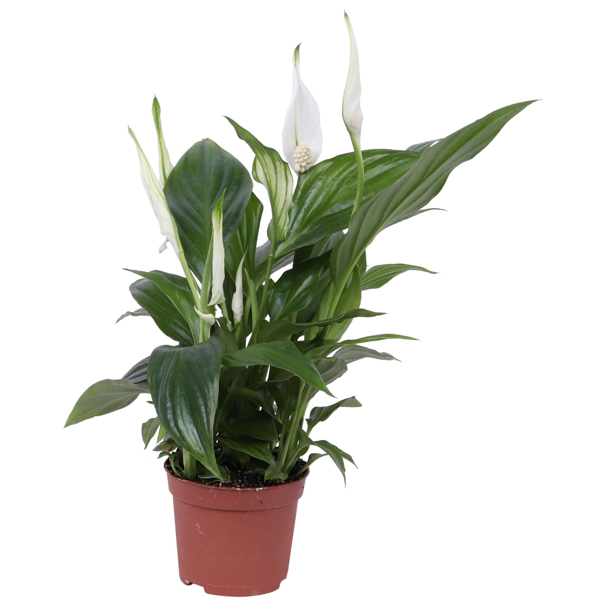 Spathiphyllum Pearl Cupido 9cm, zonder hoes, D 9