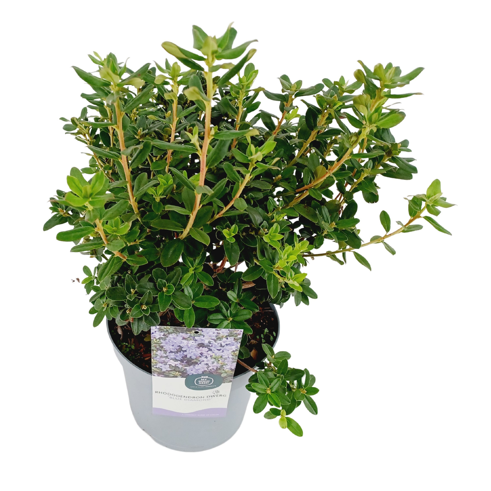 Rhododendron 30-40 /4 liter 'Blue Diamond' dwerg, D 21 cm