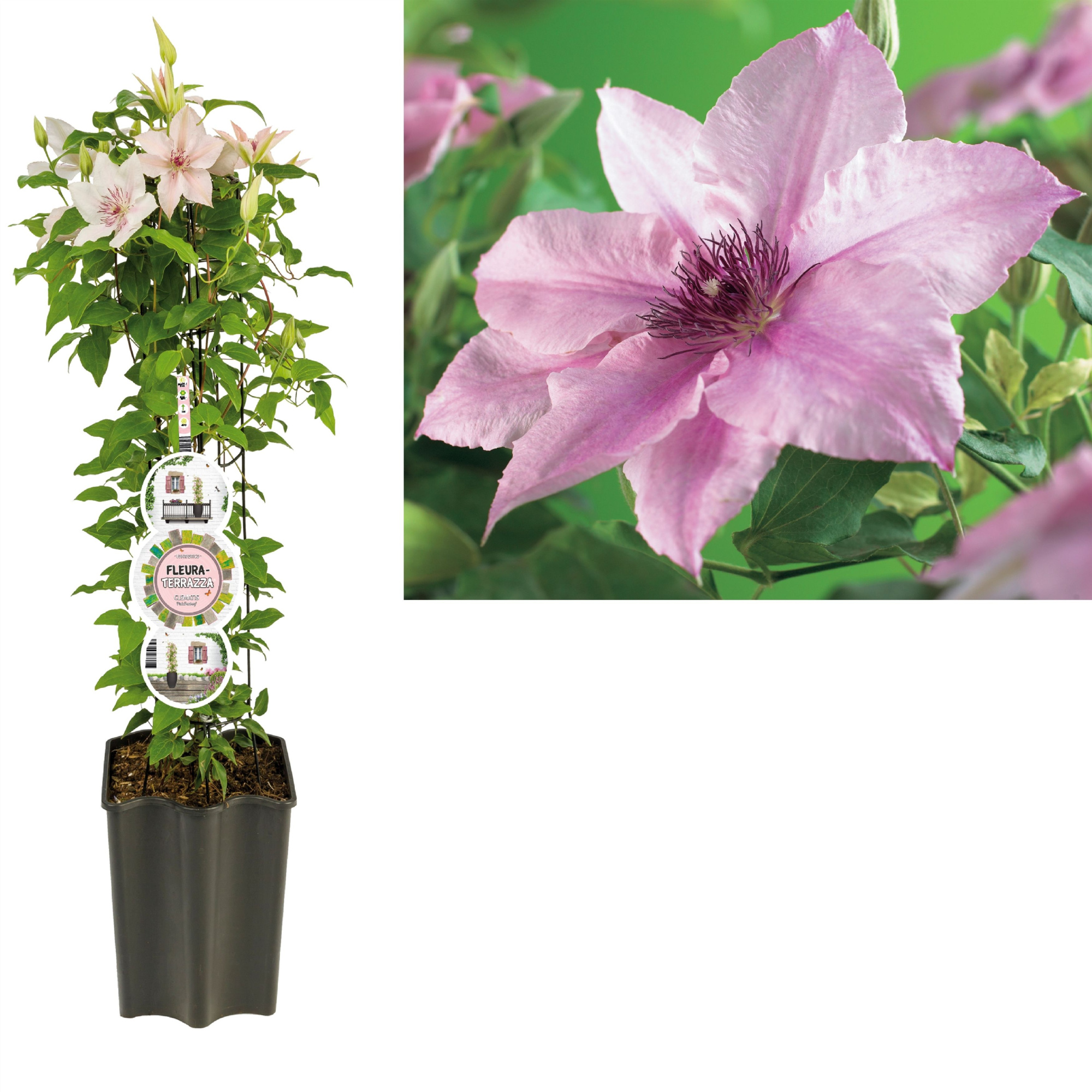 FleuraTerrazza W320 Clematis 'Pink Fantasy' +label, D 19